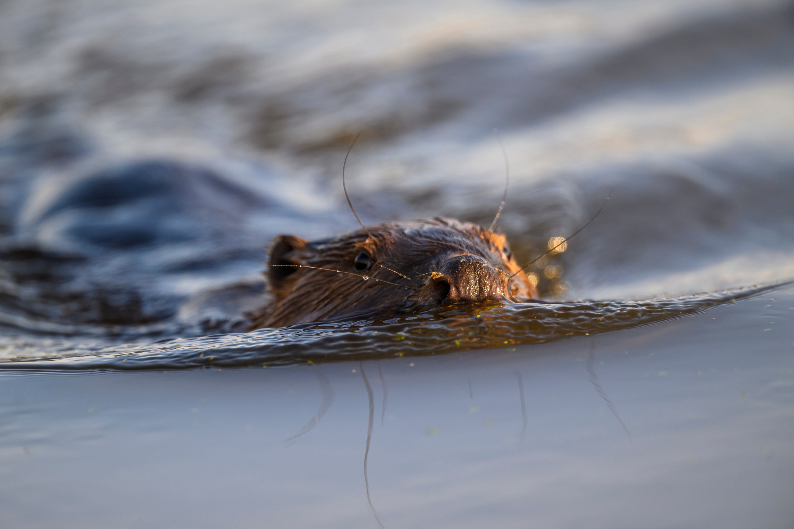 Бобр и большие веретенники. Фотограф Сергей Пупонин