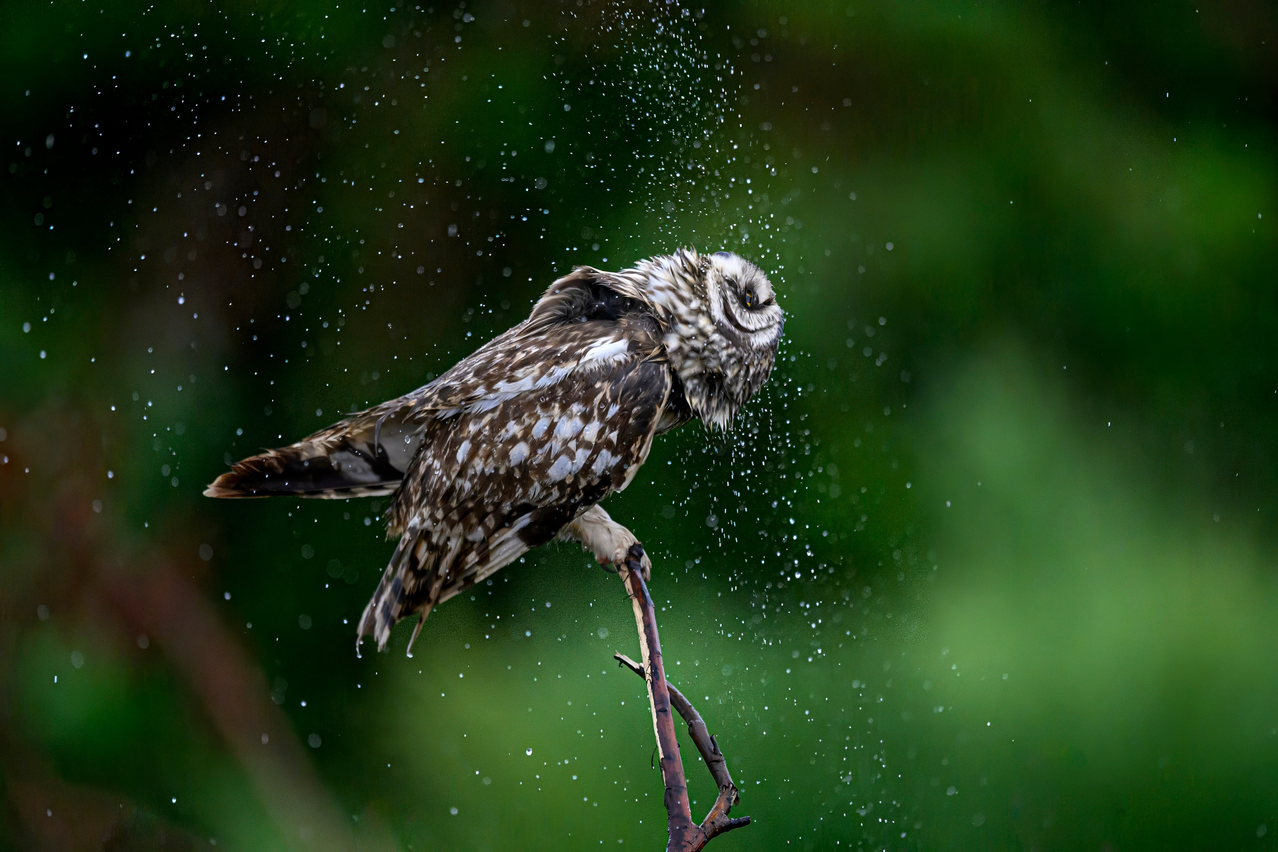 Сова и брызги. Owl and splashes. Фотограф Сергей Пупонин