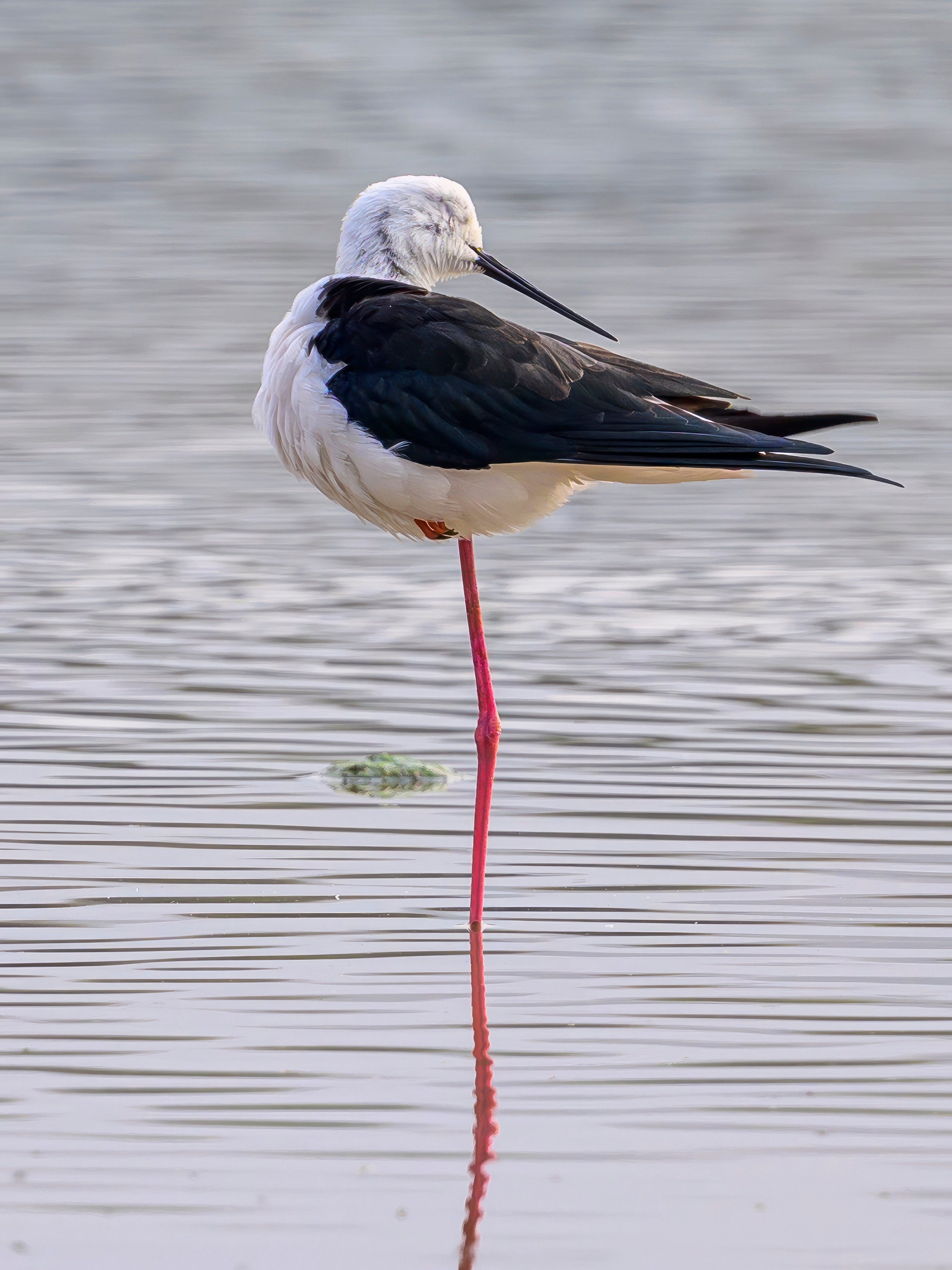 Раджастан, Индия. Wildlife photography by Sergey Puponin