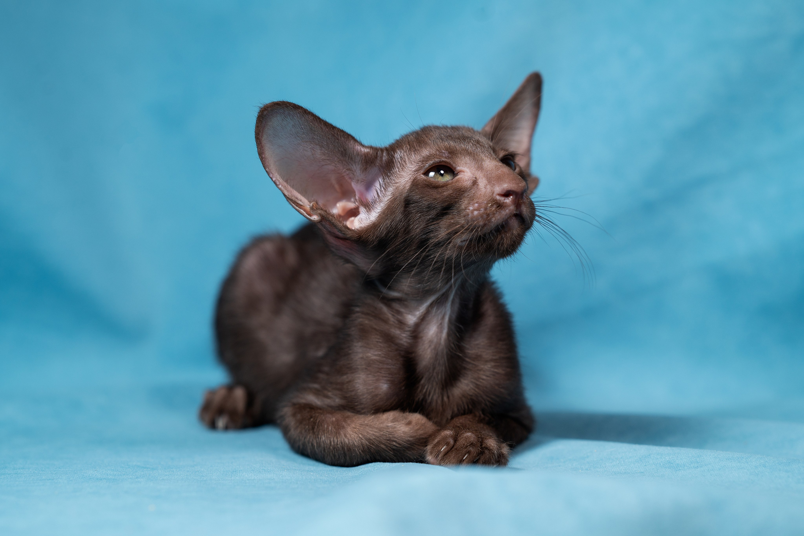 Заводчик Юлия Панова. Творческий фотограф Вологда