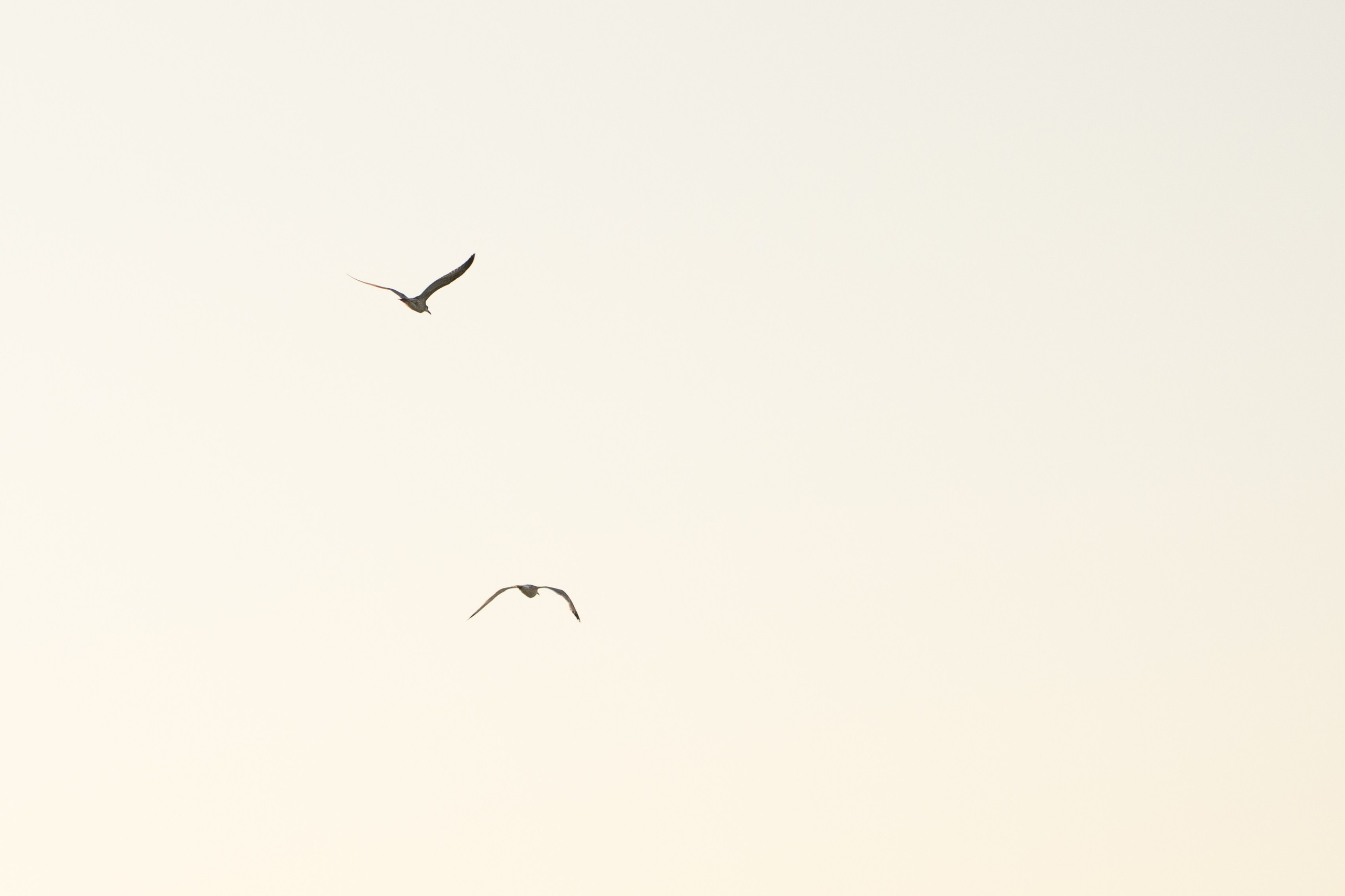 Z&A. Фотограф и Видеограф Севастополь Крым