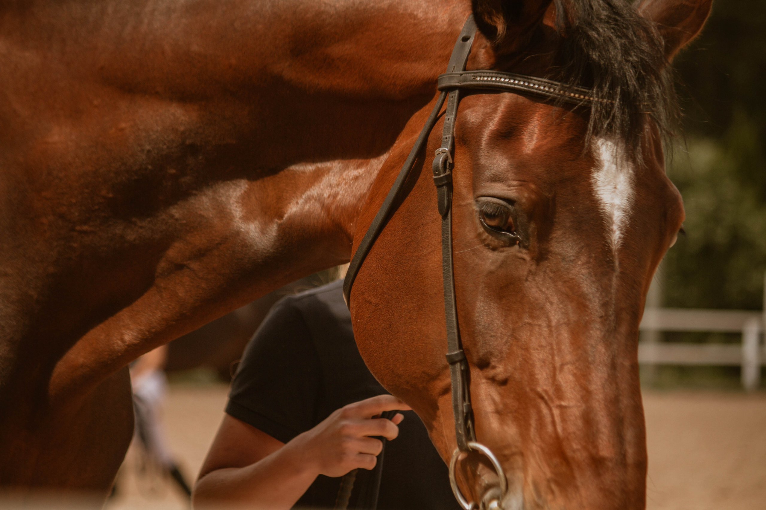 ИППОСФЕРА — Международная конная выставка. Создадим шедевр? Виталина и её фотоискусство