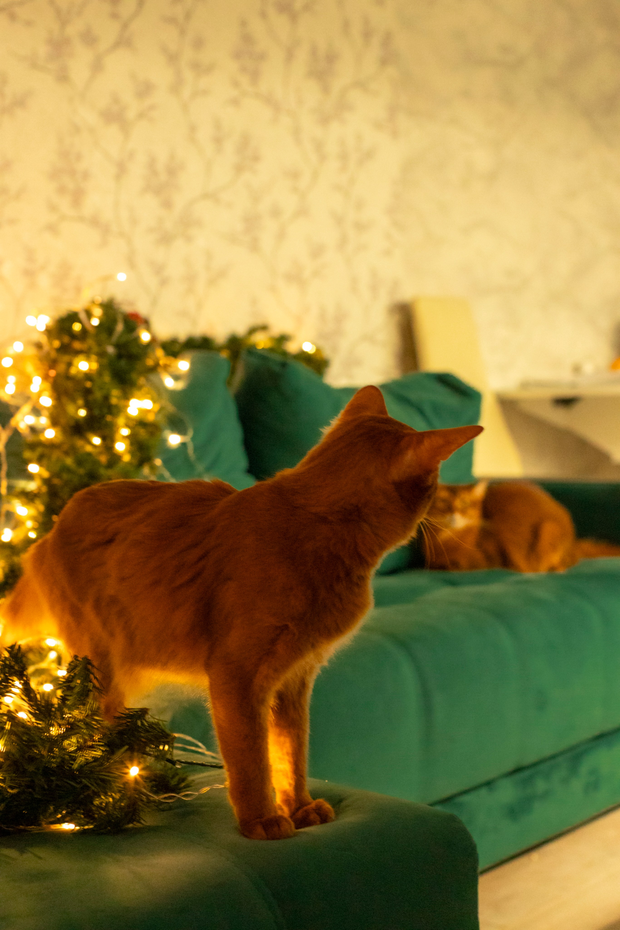 Сомали. Art my Pho