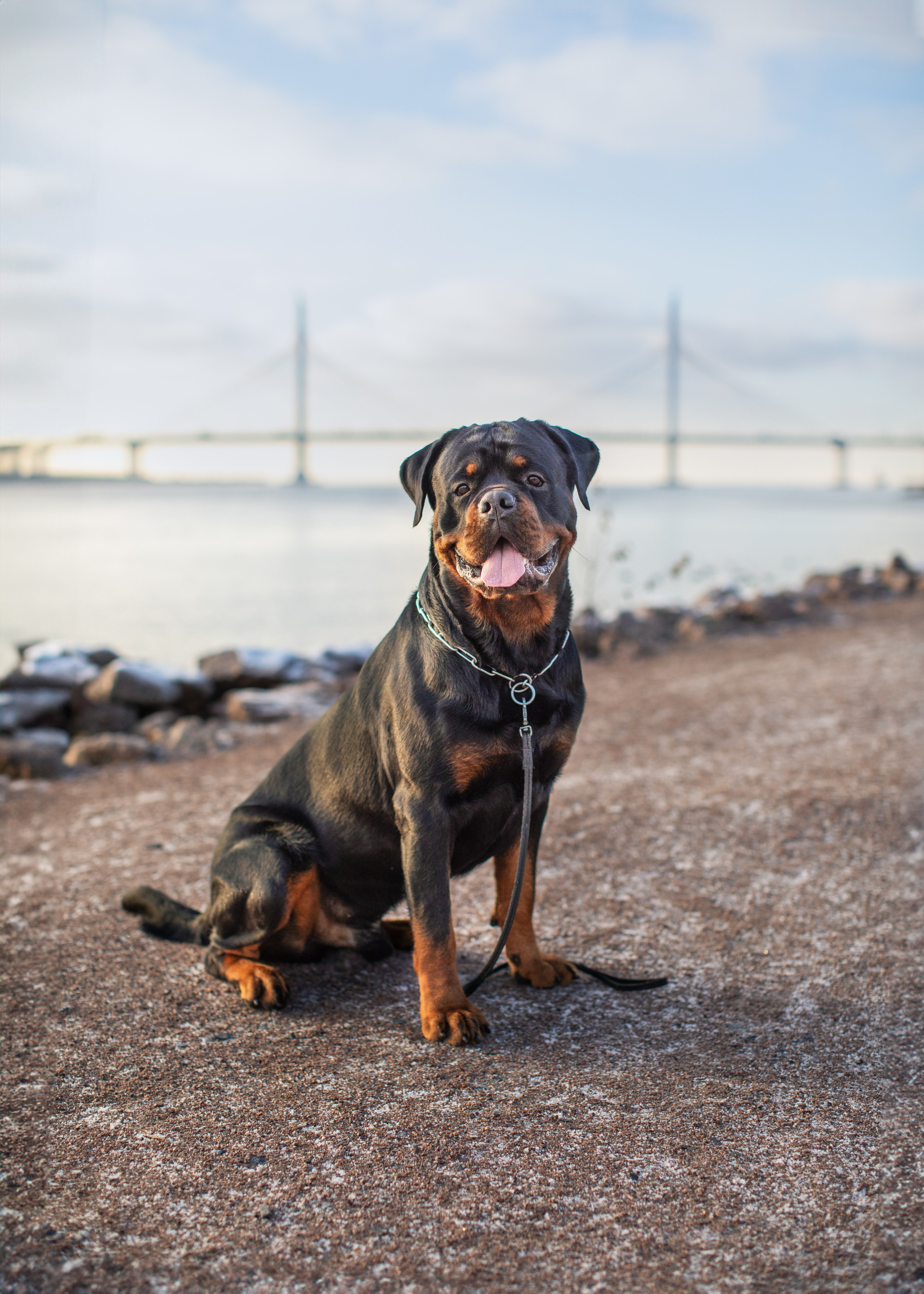 Ротвейлер Аватар. Портретная и семейная съемка. Фотограф анималист