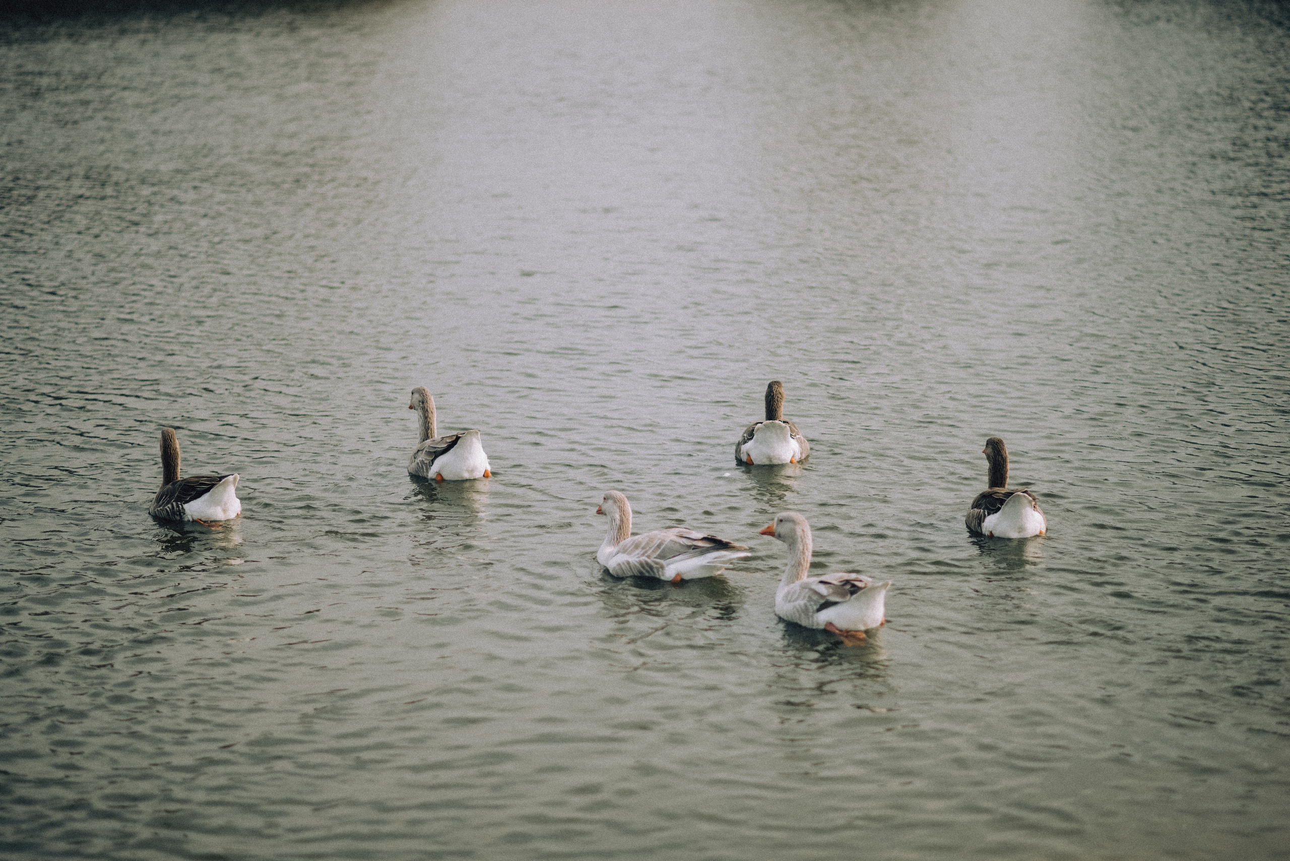Таня. Свадебный и портретный фотограф в Брянске и Москве Алина Химушкина