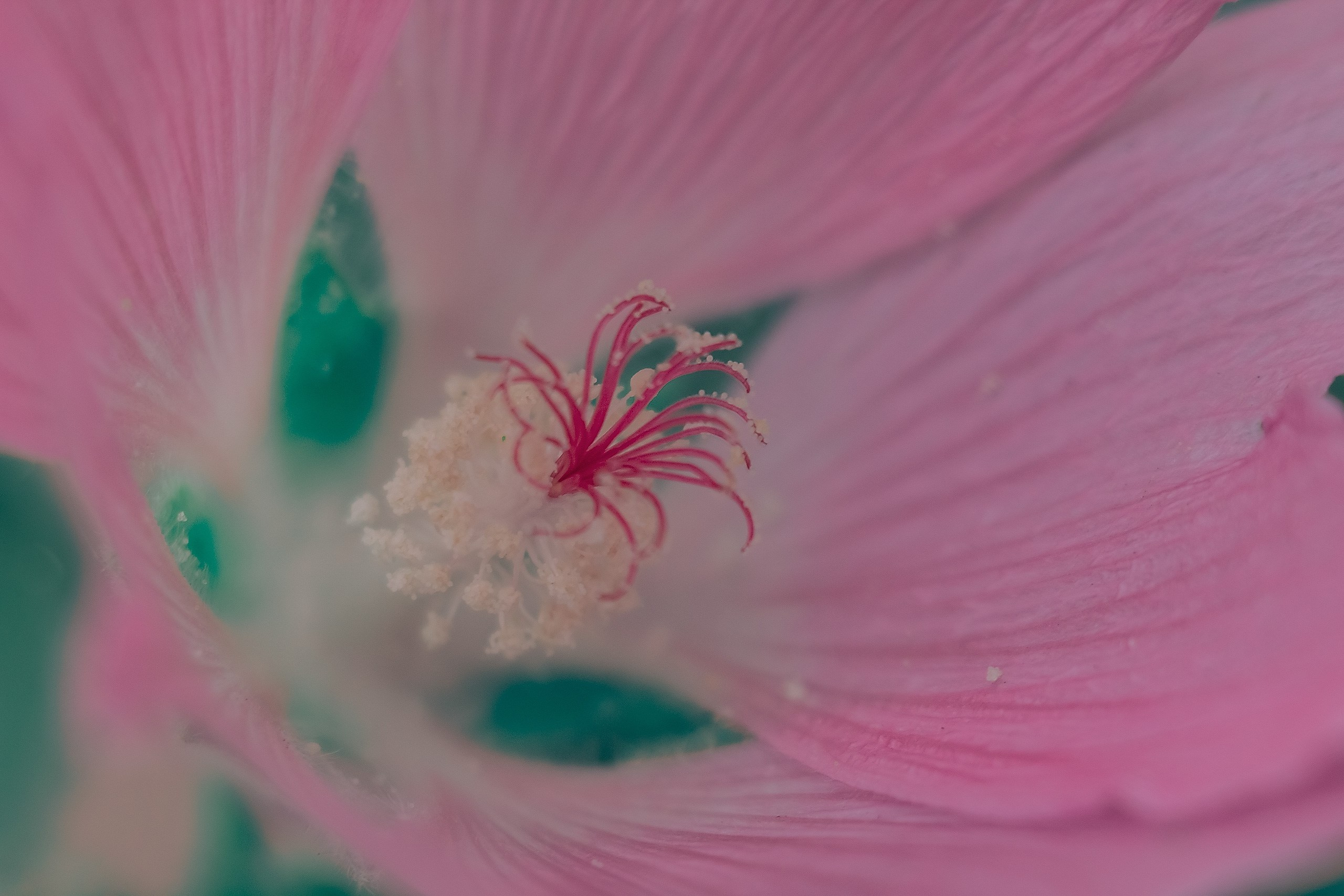 Мимолетность мгновений. Аmat Victoria Сuram