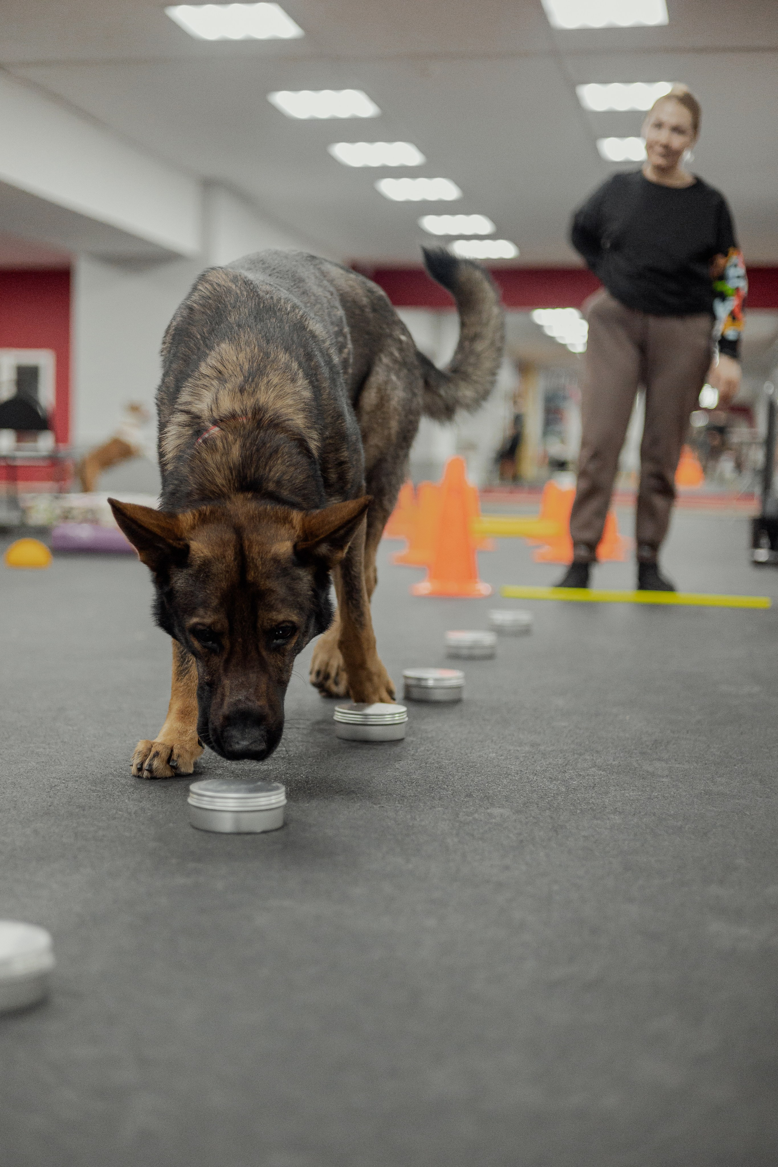 NoseWork. Фотограф Анималист Екатерина Справцева в Нижнем Новгороде