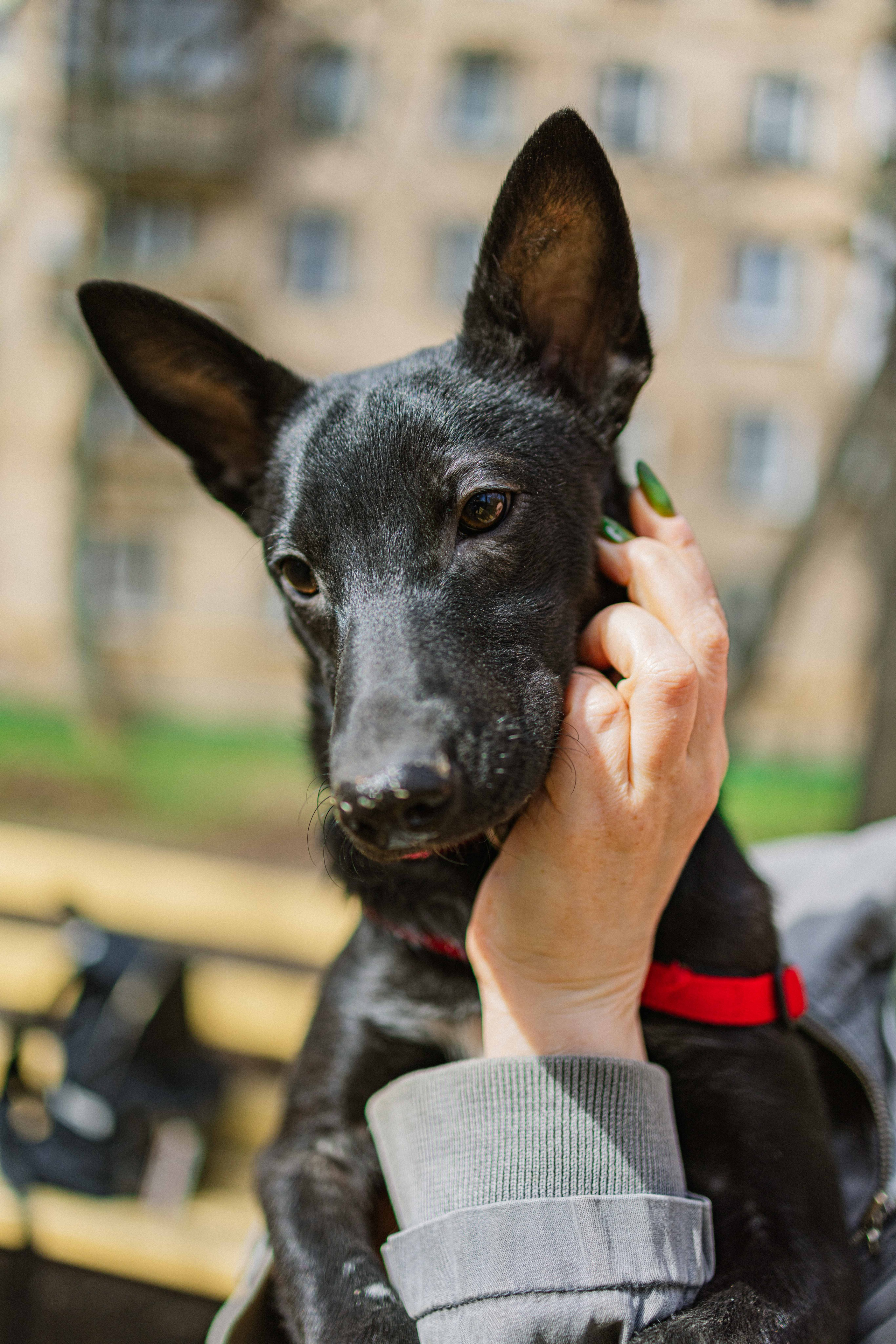 Булька. Фотограф-анималист в Москве Лера Черноног