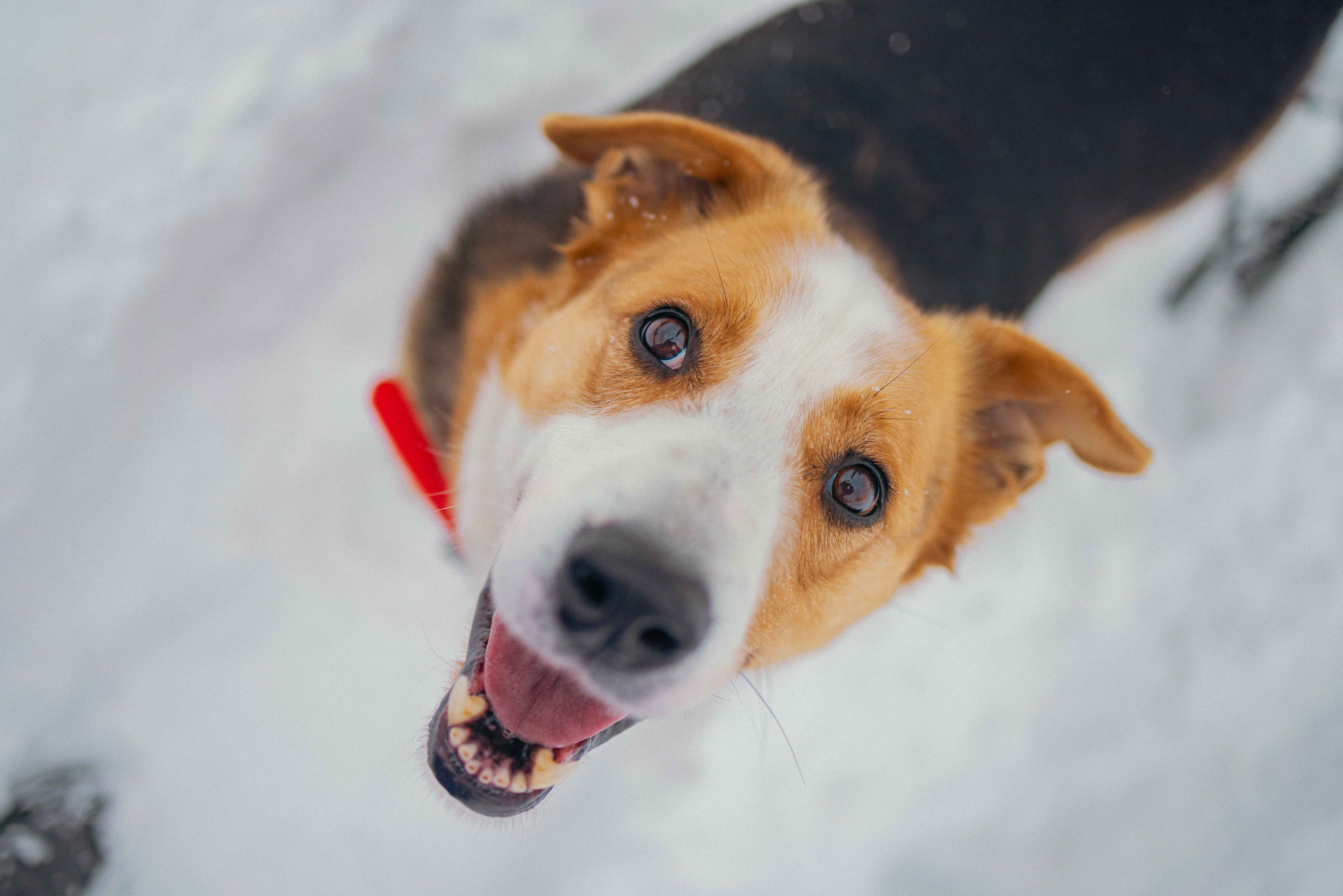 Петя. Фотограф-анималист в Москве Лера Черноног