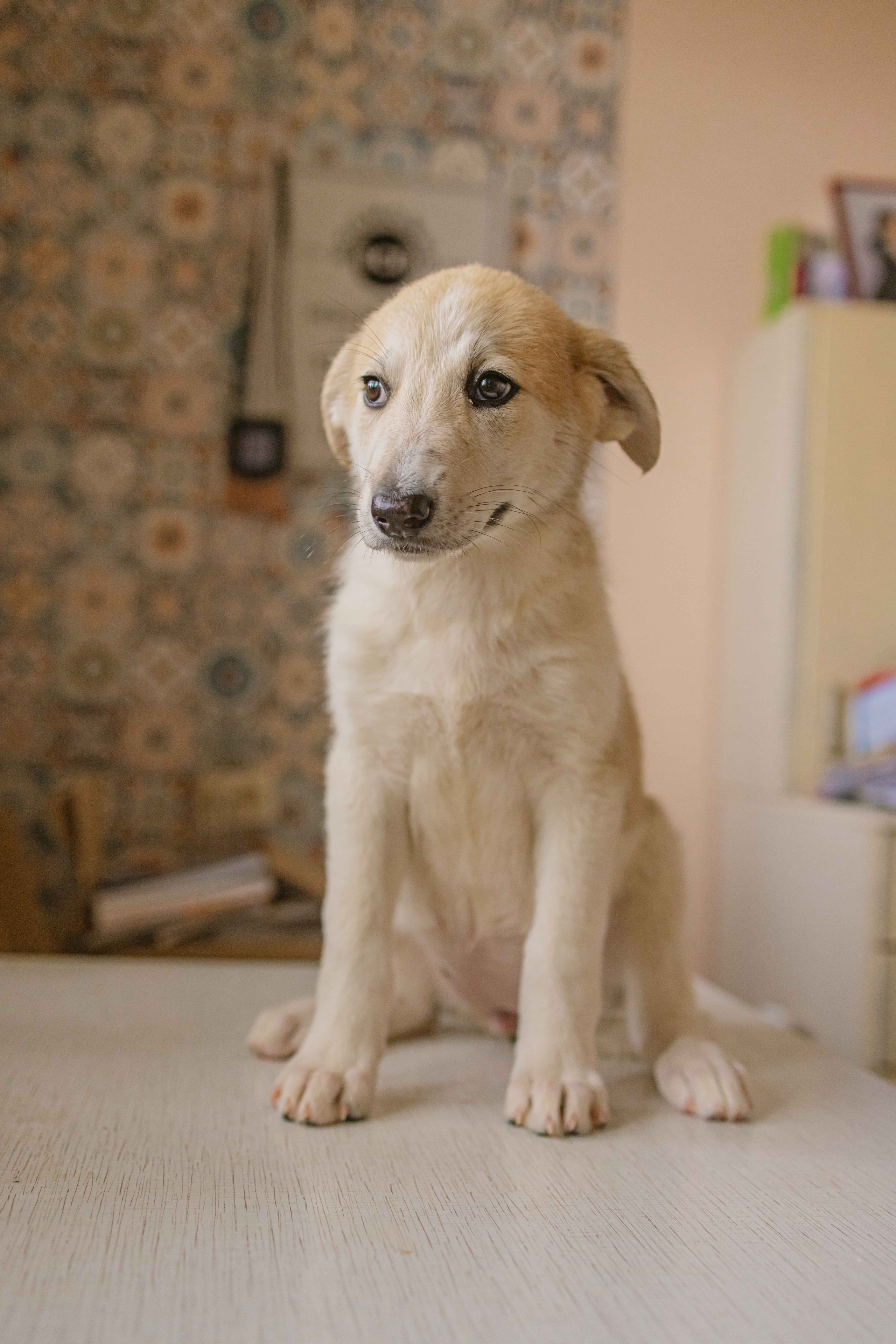 Щеночки на кухне. Фотограф-анималист в Москве Лера Черноног
