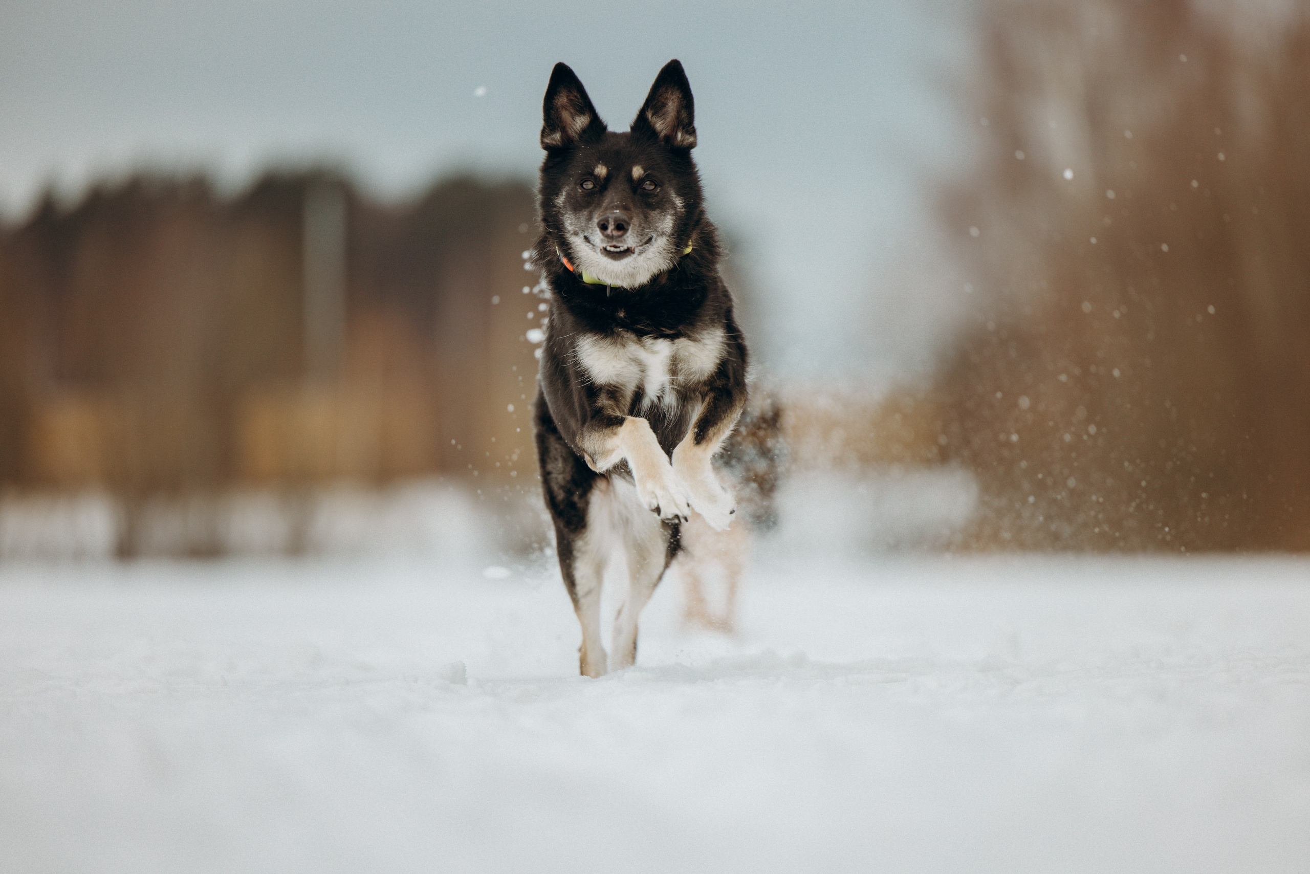 Ника, Матиша и Герда. Фотограф-анималист в Москве Лера Черноног