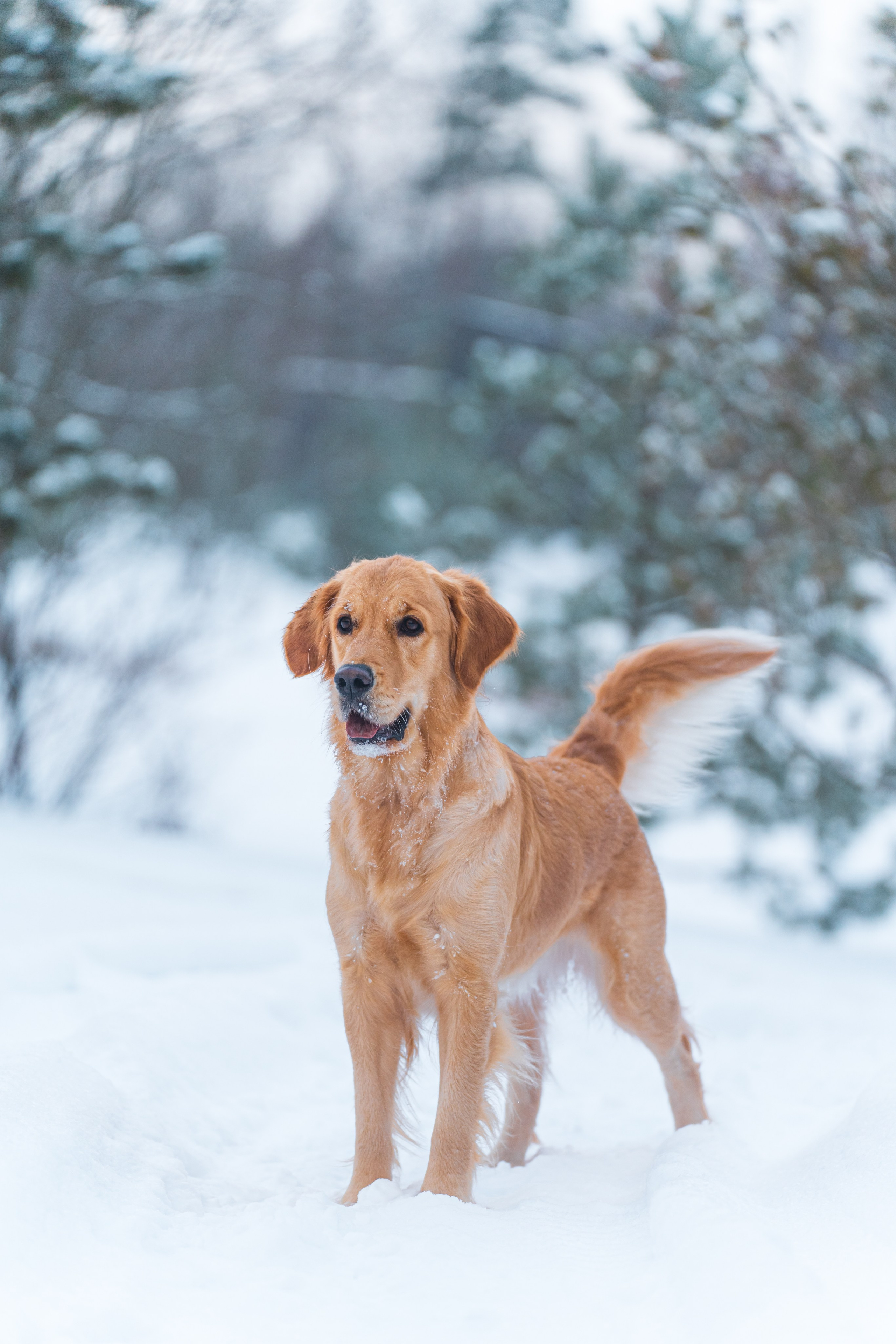 Наталья и Лесли. Фотограф в Москве Ленарская Дарья