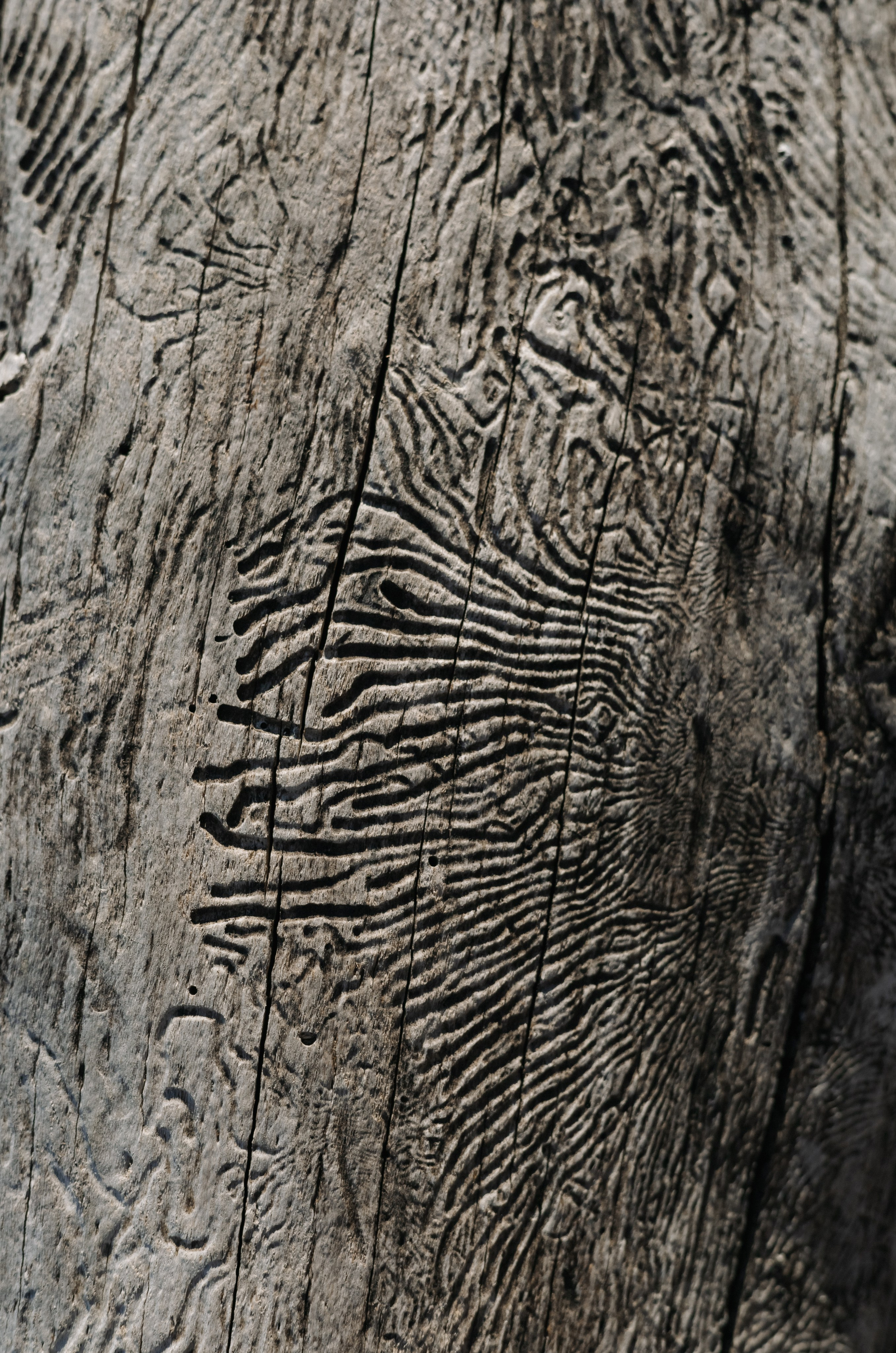 Поля. Семейный и свадебный фотограф в Краснодаре Елизавета Замаева