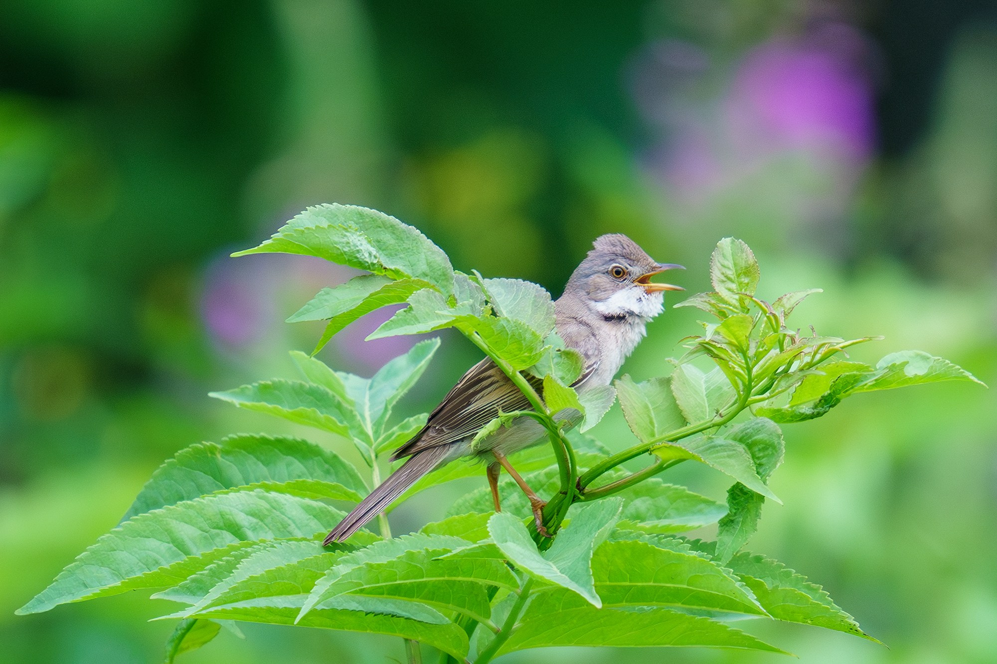 Удивительные мир птиц. Вокруг нас столько прекрасного — присмотритесь!. Ваш личный фотограф Марина Волкова