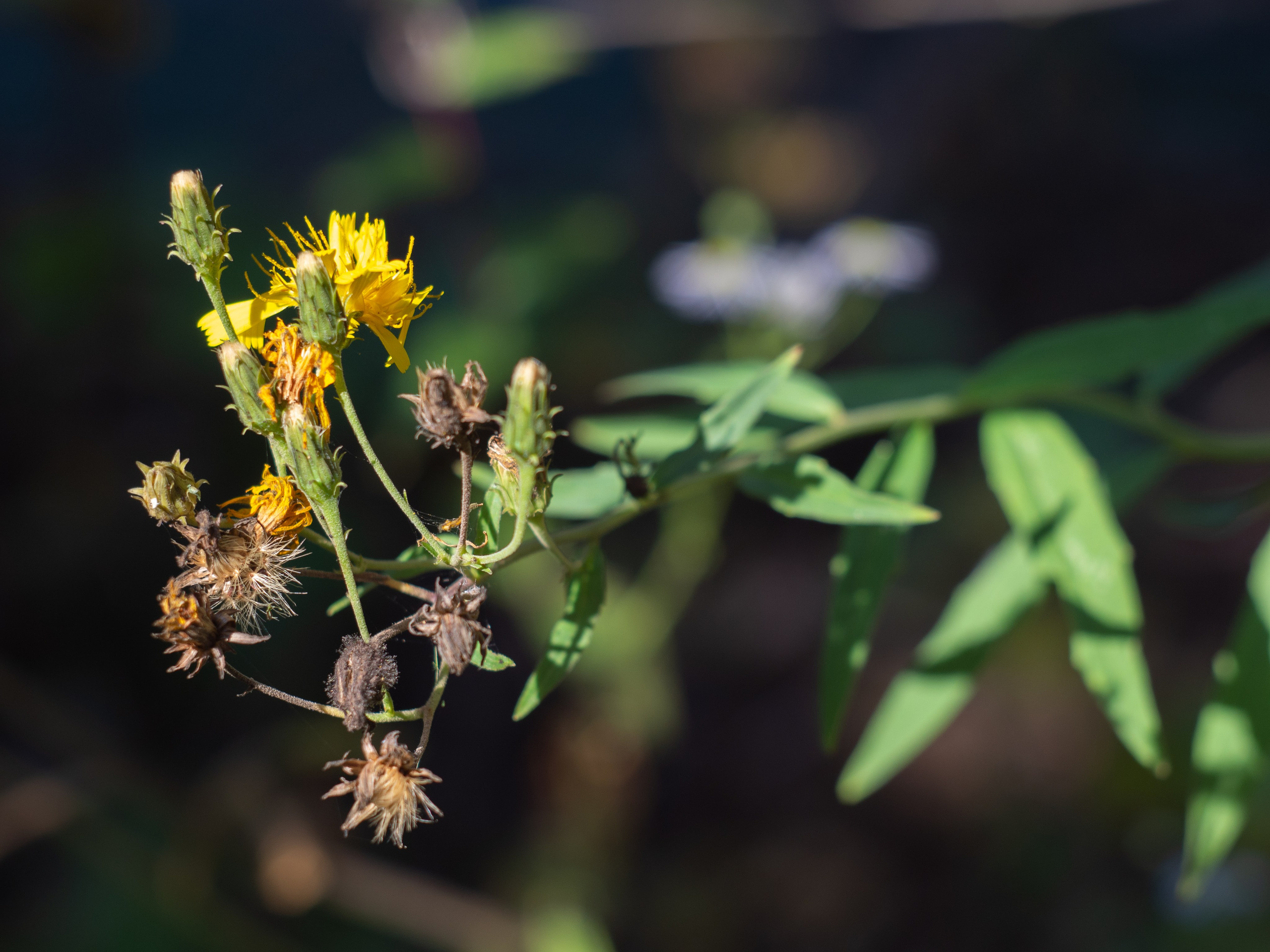 20230923-25 Родники. Дмитрий Ремизов. Фотография, как хобби