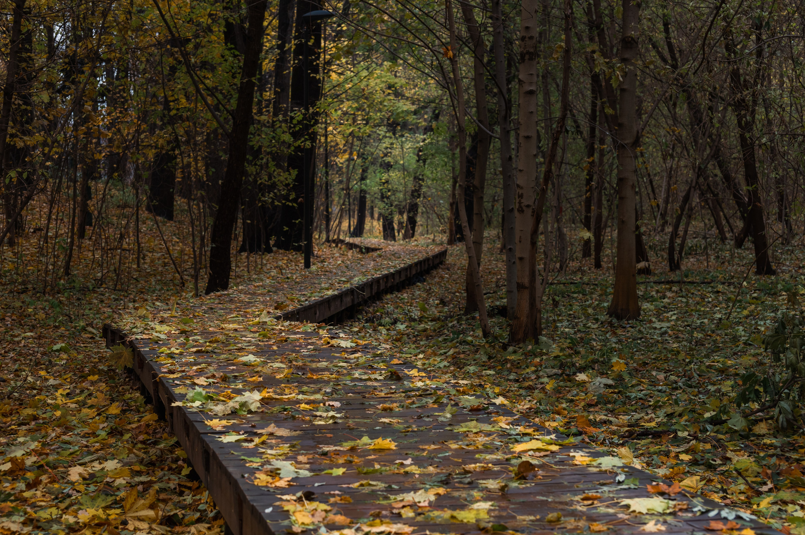 20231031 Нескучный сад. Дмитрий Ремизов. Фотография, как хобби