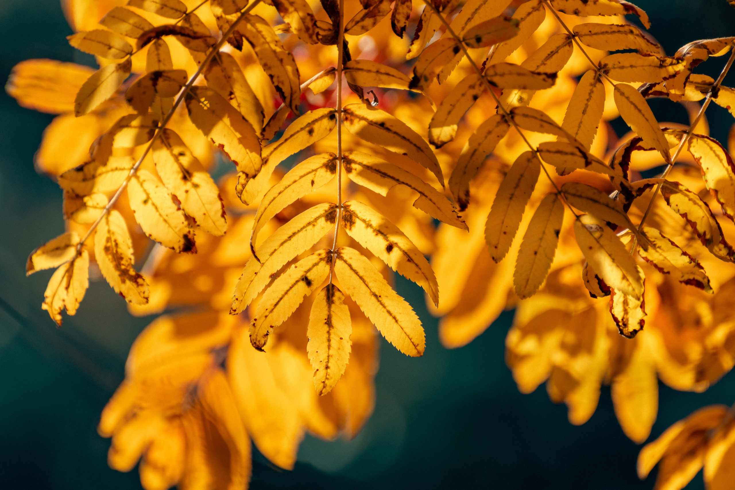 20211003 Поклонка. Дмитрий Ремизов. Фотография, как хобби