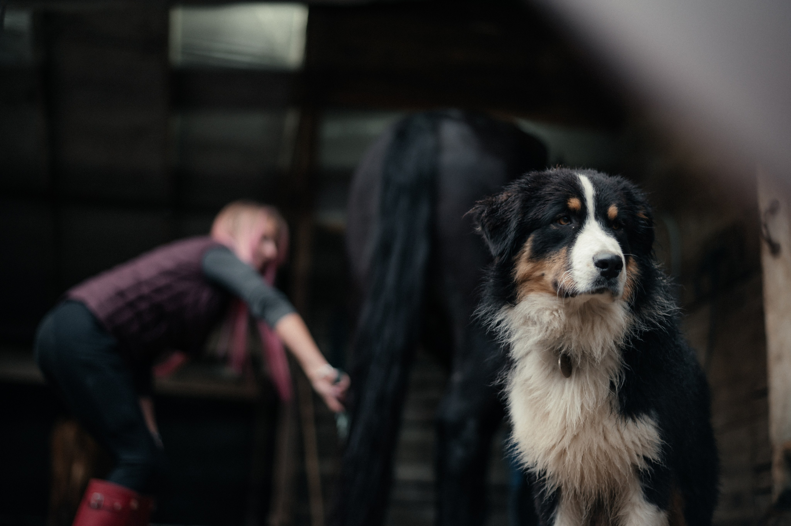 Из Швейцарии на конюшню в Сочи. Фотограф Сергей Суслов | Сочи