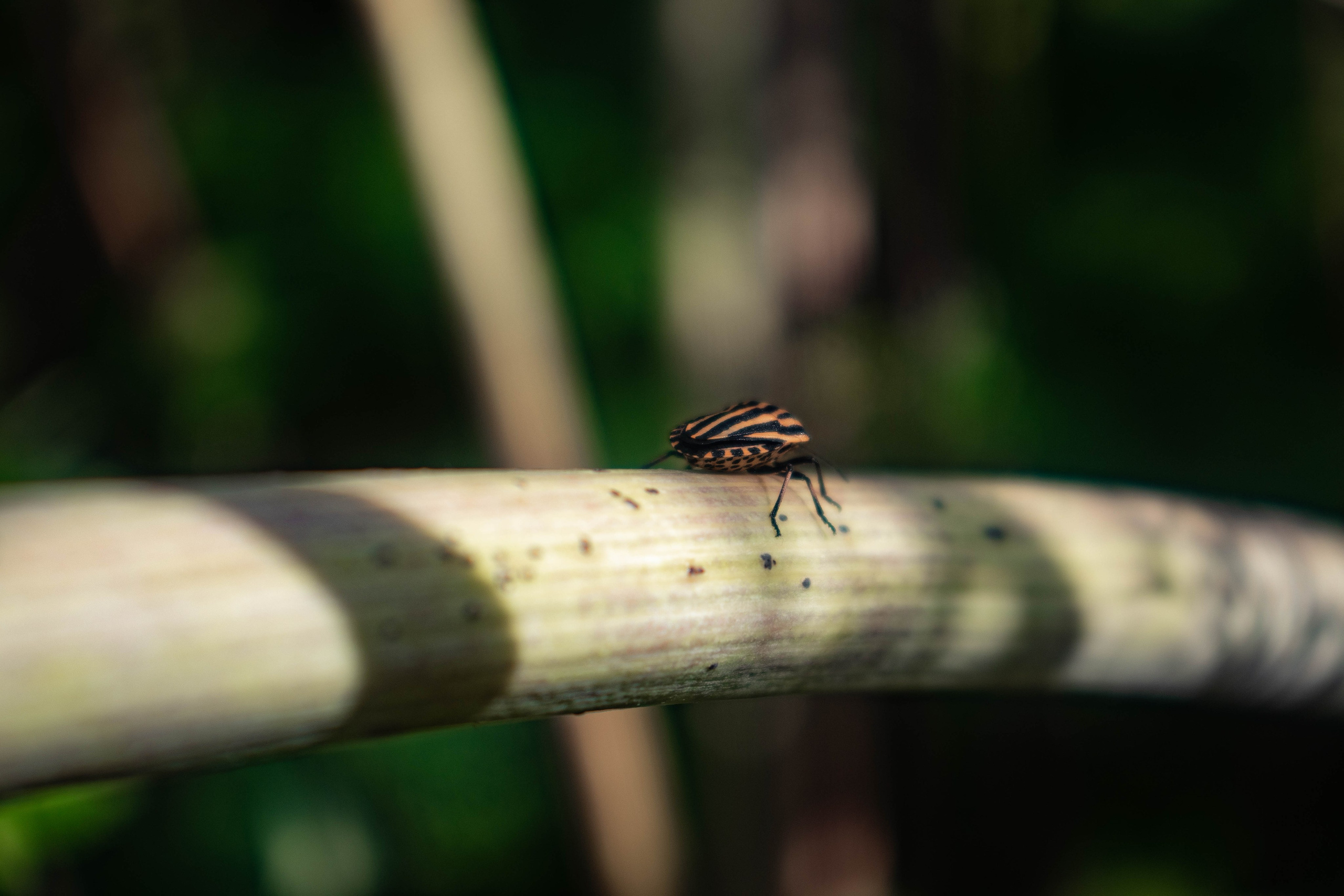 Фотограф Томск. Прогулочная фотосессия Томск. Фотосъёмка Томск. Фотограф в Томске Дарья Пучкина