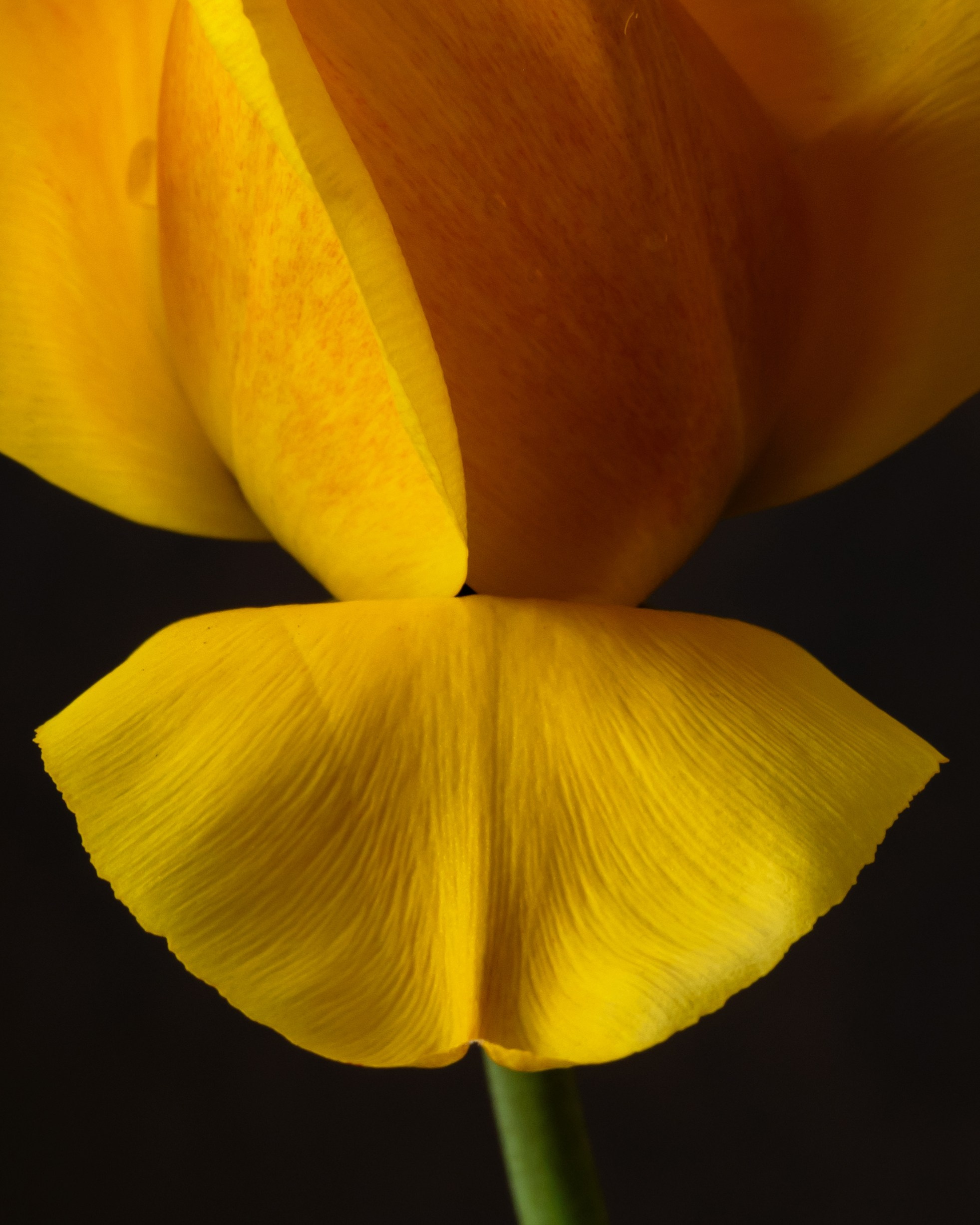 Butterfly. Author’s fine art prints with international delivery