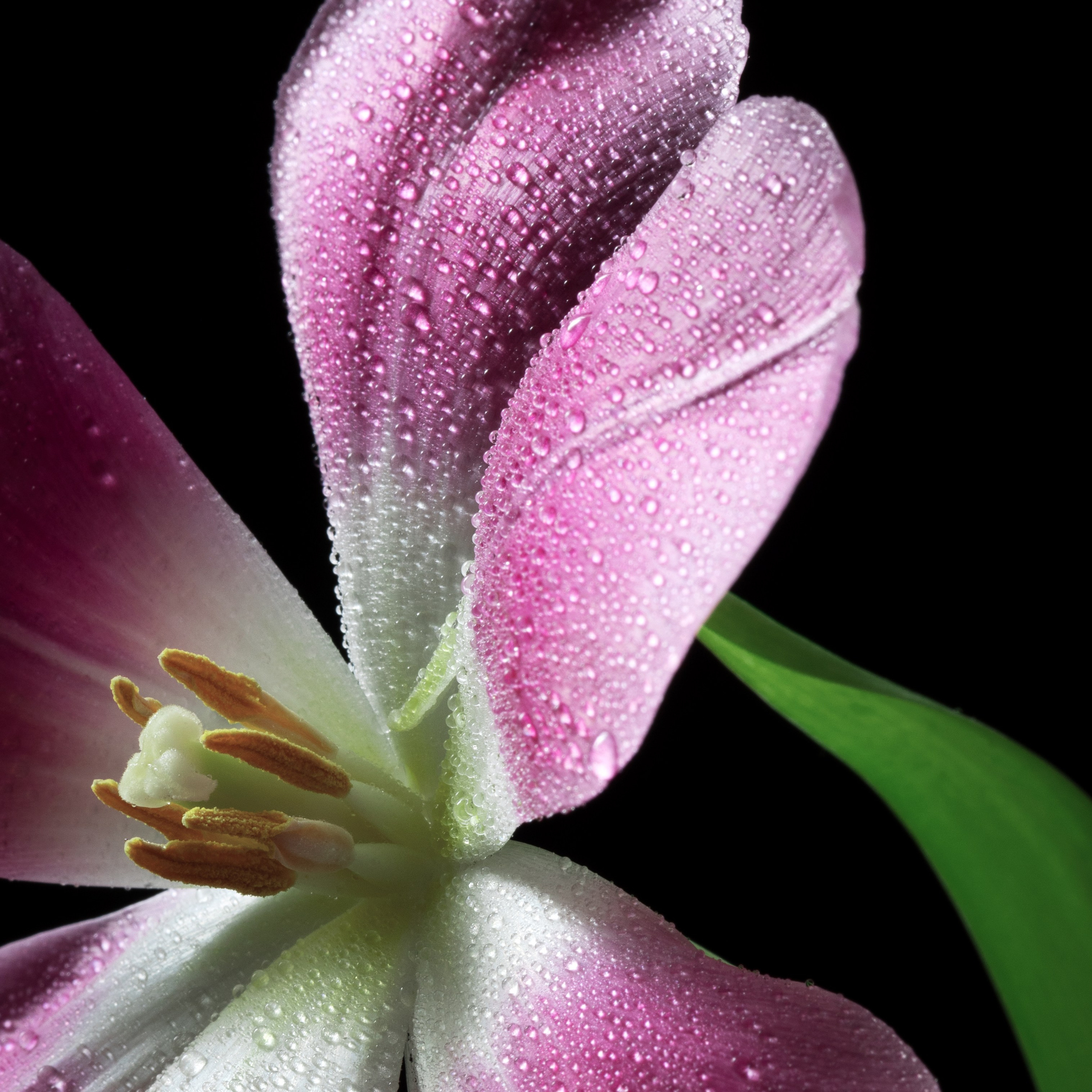 Breath of Spring. Author’s fine art prints with international delivery