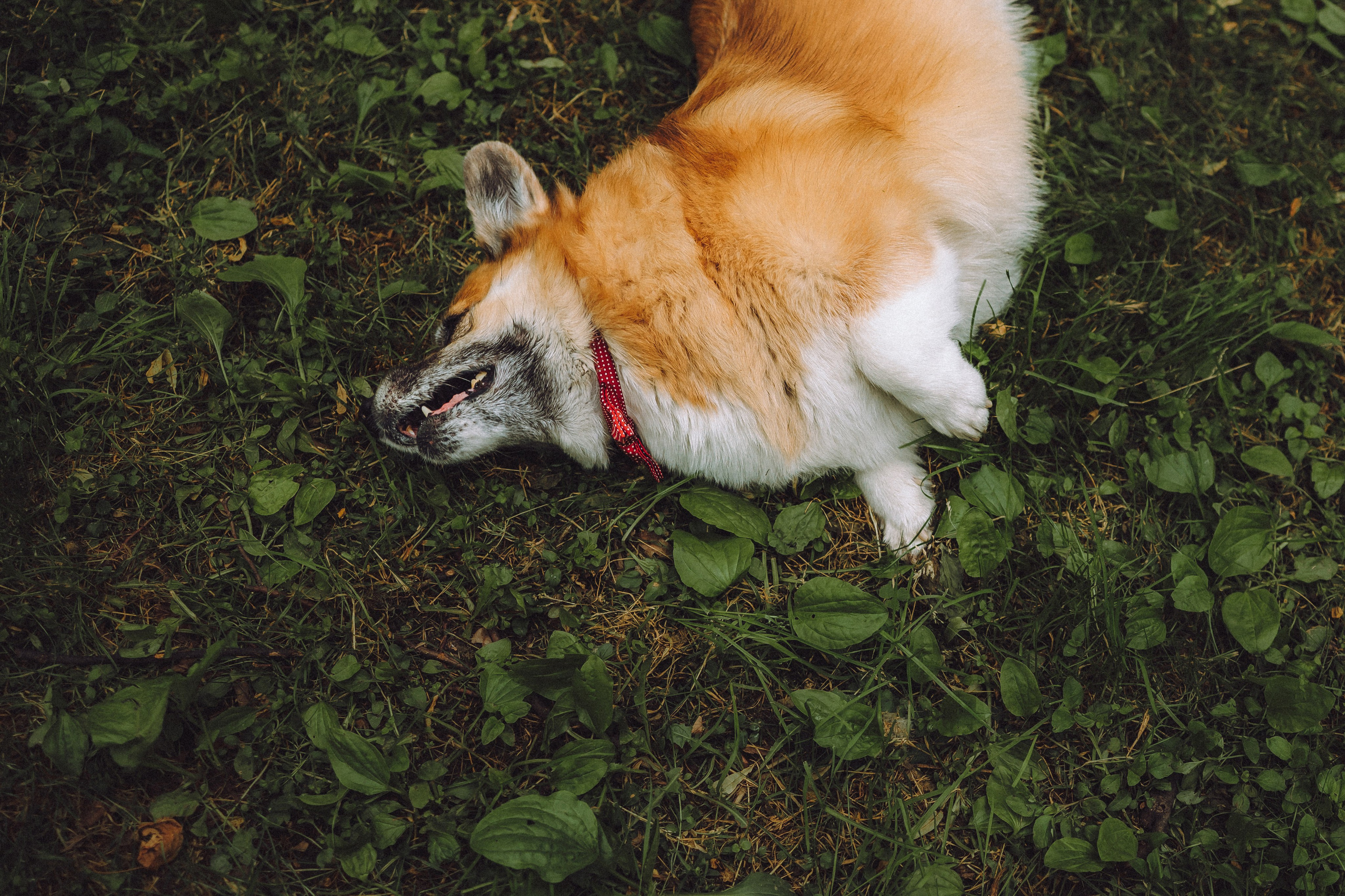 Ира, Леша и Харли