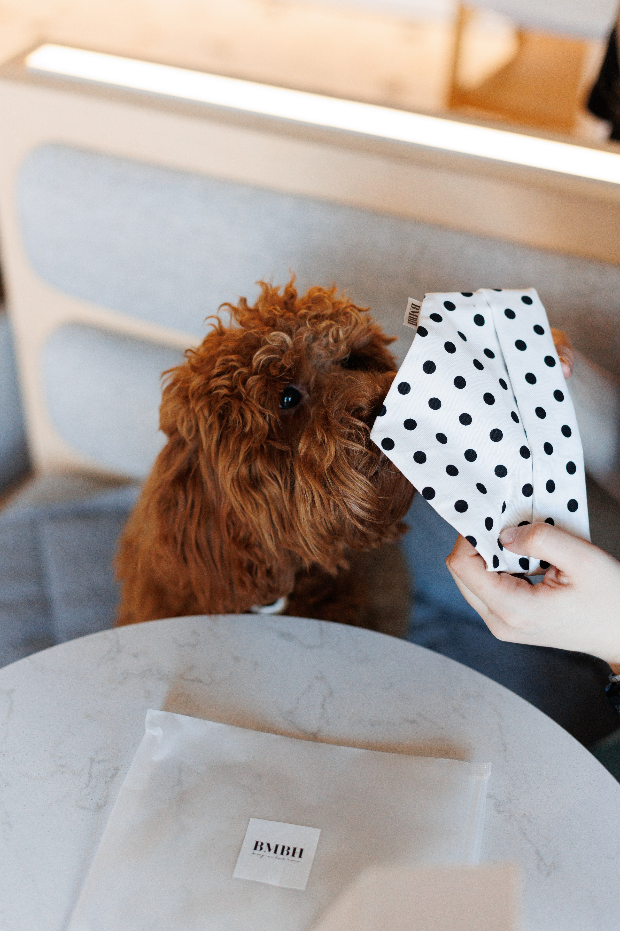 Bmbh городская. Фотограф анималист Кристина Карпова, Москва