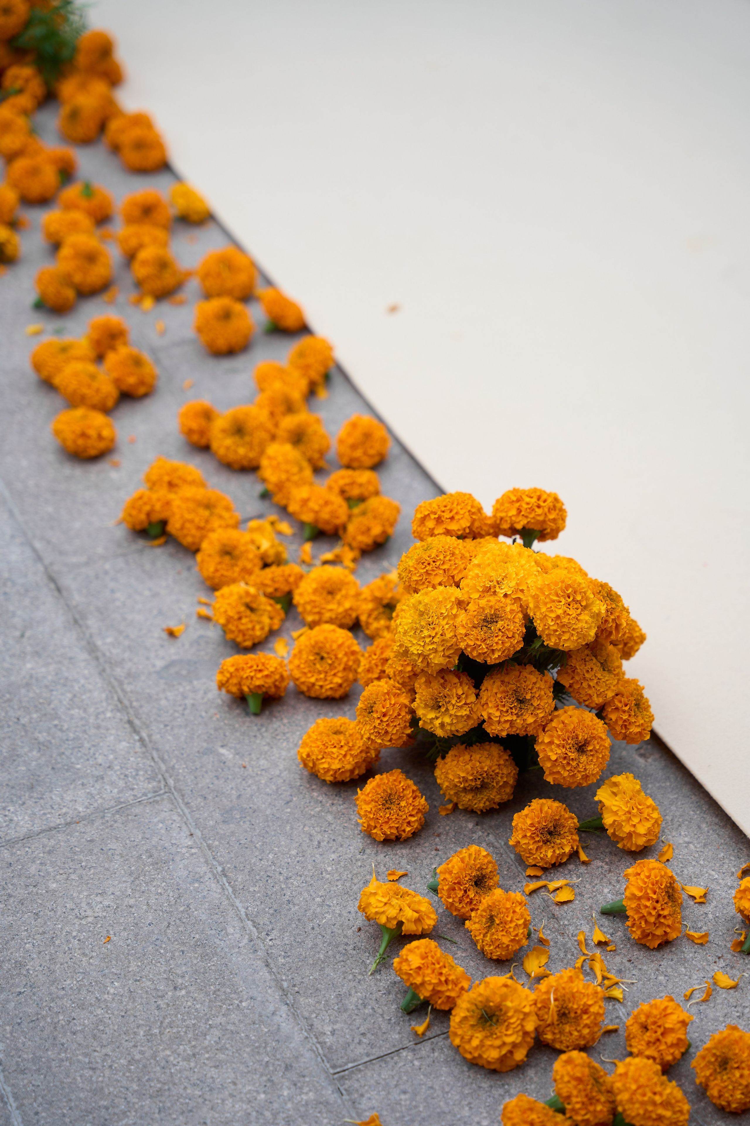 Sanjai & Yelena. Свадебный фотограф Алматы