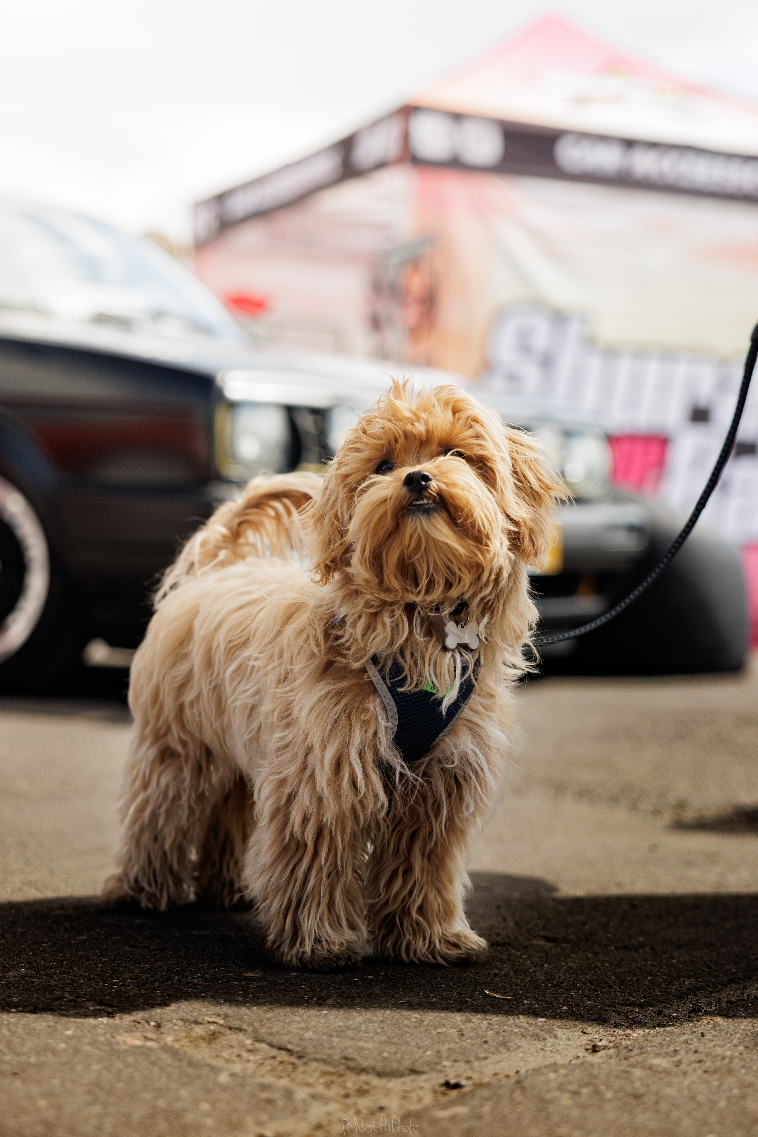WISTA MEET 16.05.2026. #NotAiPhoto — автомобильный фотограф