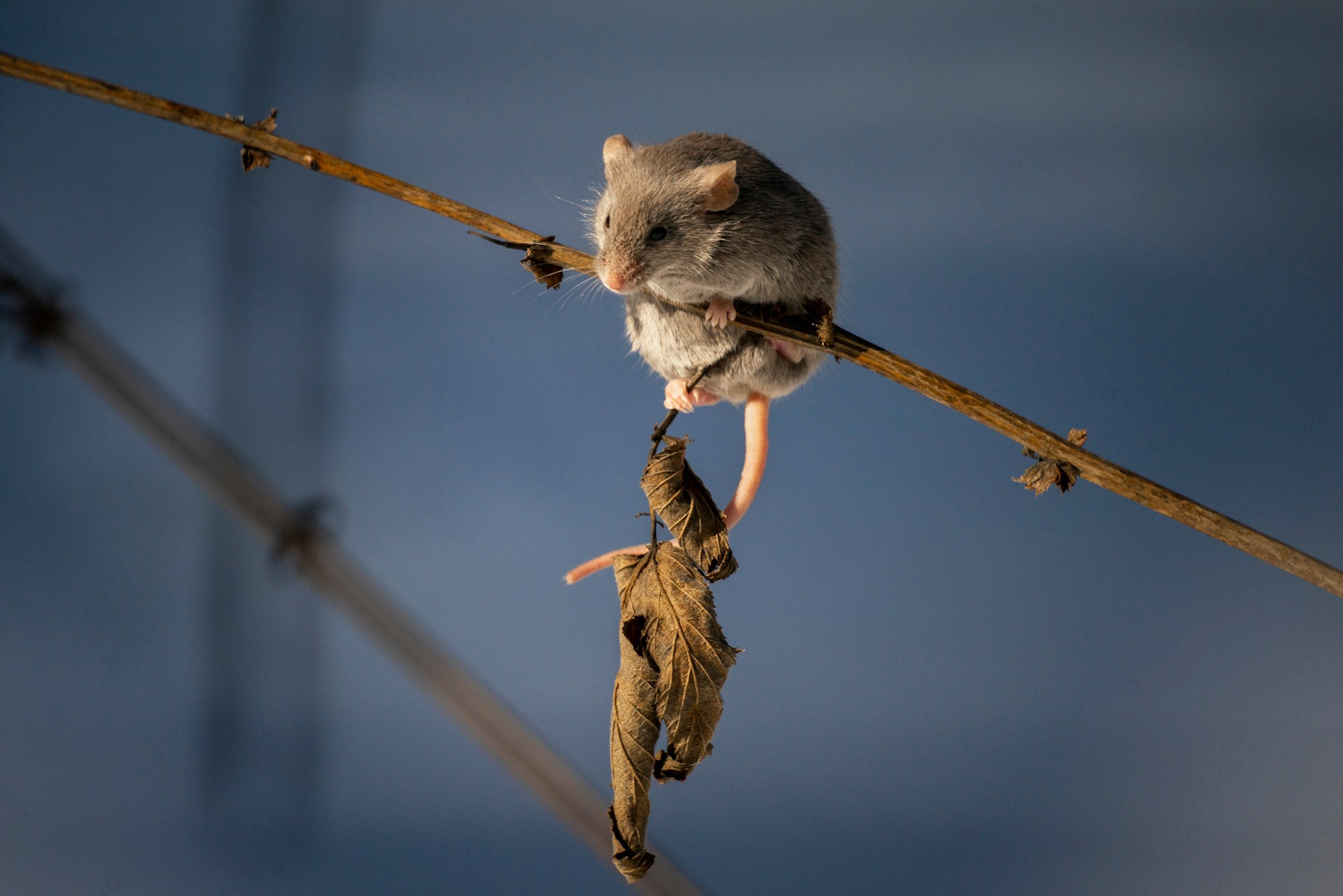 Животные. Ваш личный фотограф Марина Волкова
