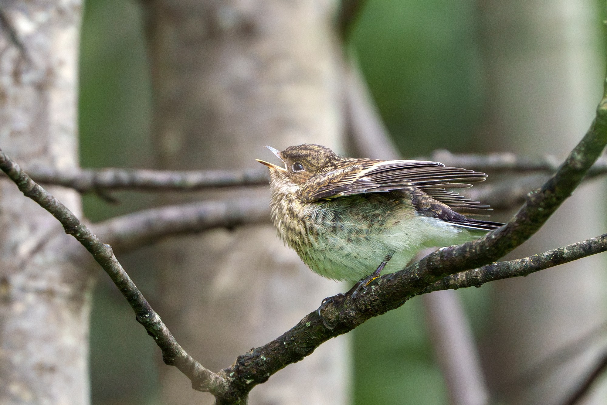 Удивительные мир птиц. Вокруг нас столько прекрасного — присмотритесь!. Ваш личный фотограф Марина Волкова