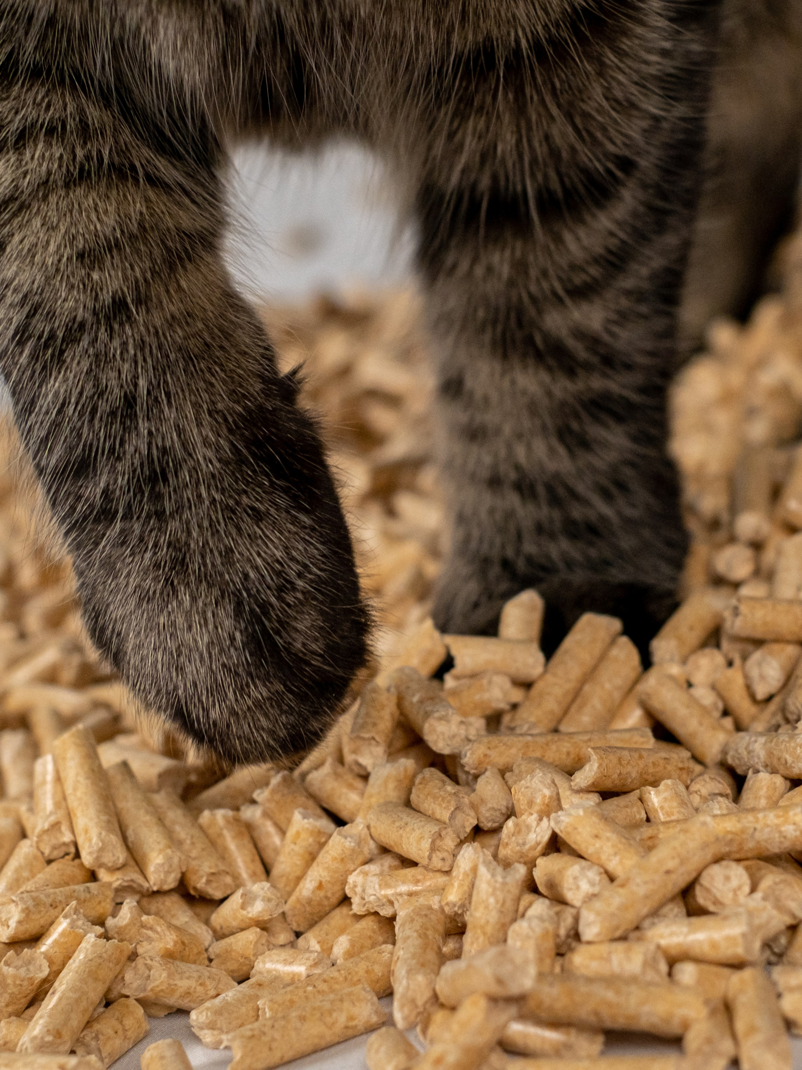 Древесный наполнитель для кошек, для Анастасии!. Зоофотограф, фотограф животных в Москве и области Дина Дамоцева