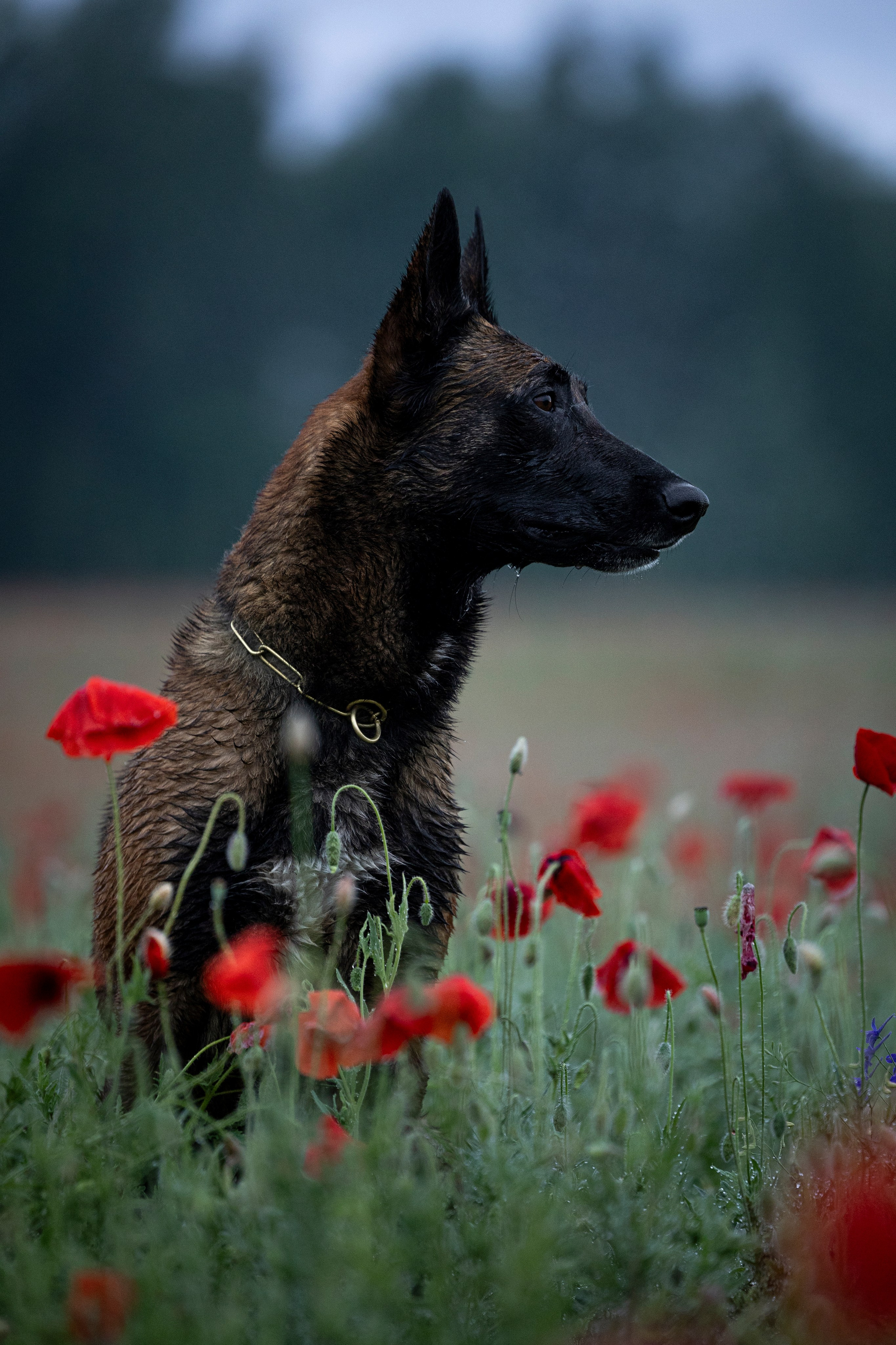 Маковое поле. Фотограф-анималист Анна Маринич