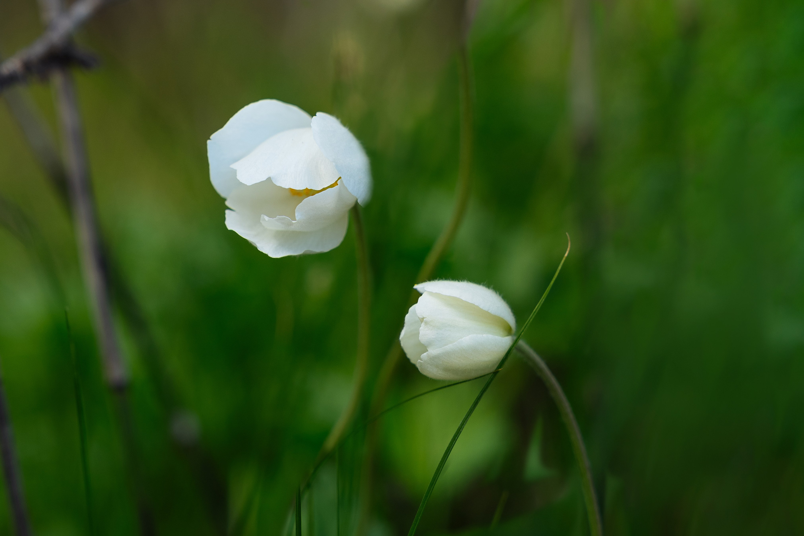 Лесная сказка. Семейный и свадебный фотограф в Бугуруслане Екатерина Ронжина