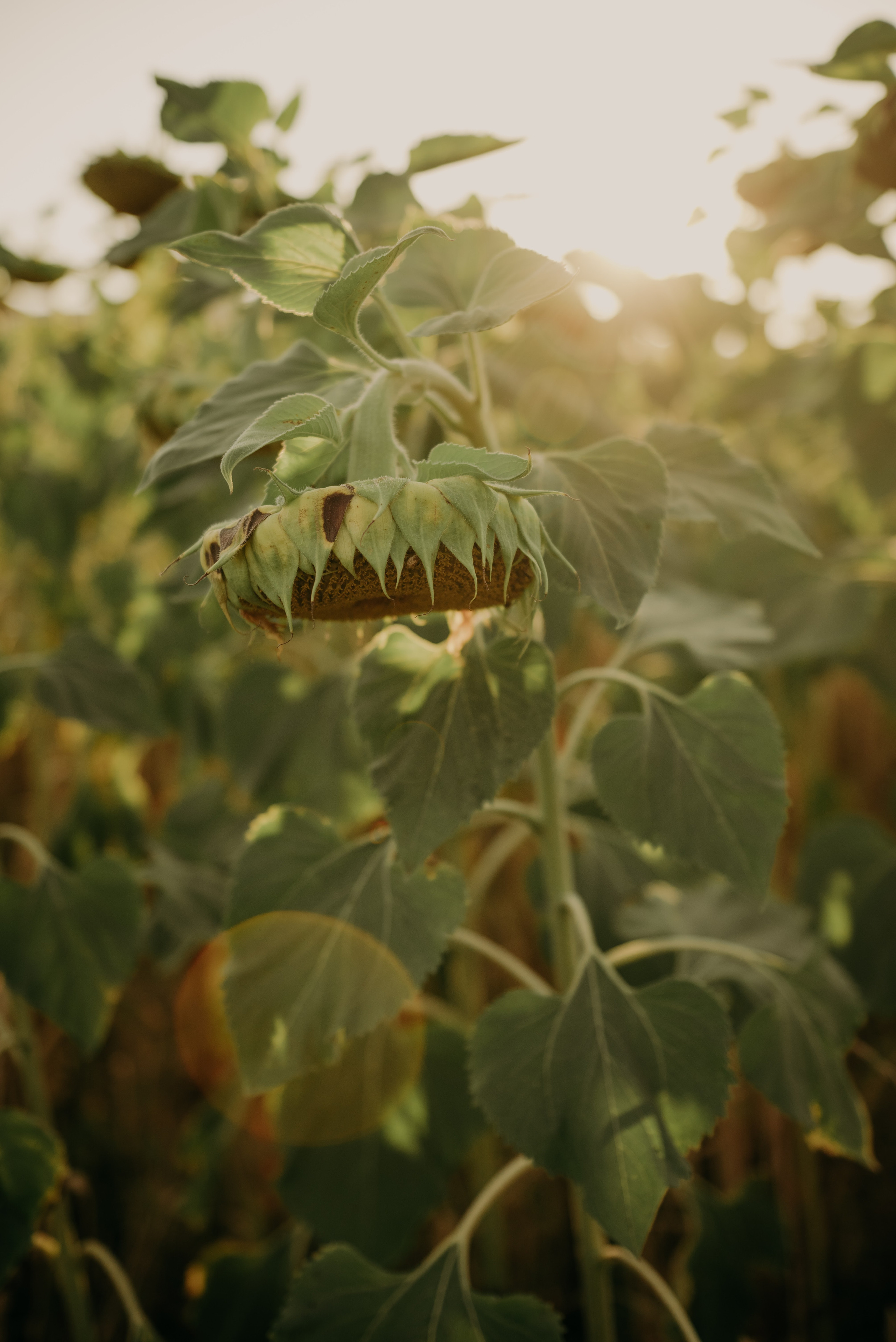 Ксения и Зуфар. Фотограф Филякин Константин