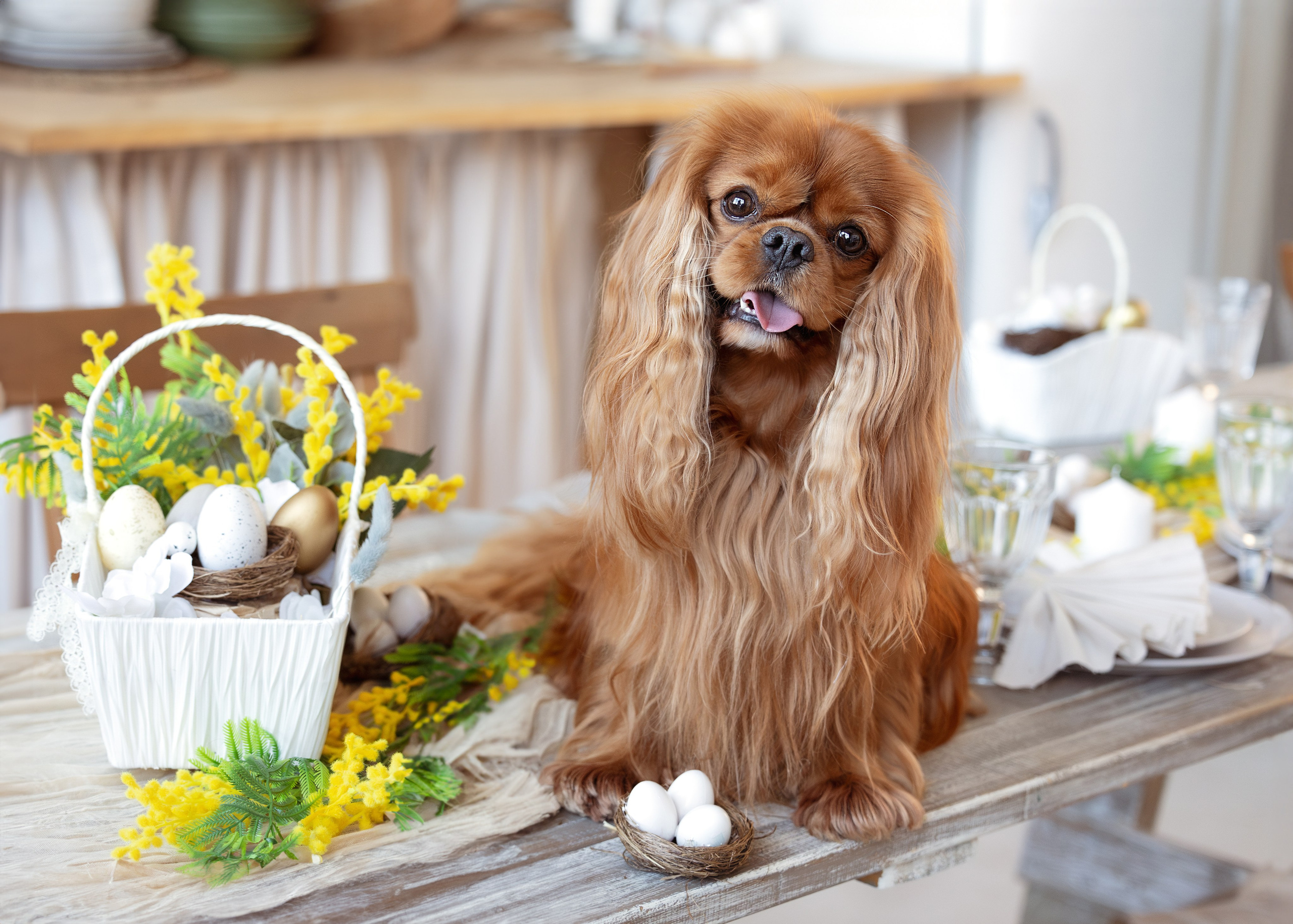 Анималистика. Портретная и семейная съемка. Фотограф анималист