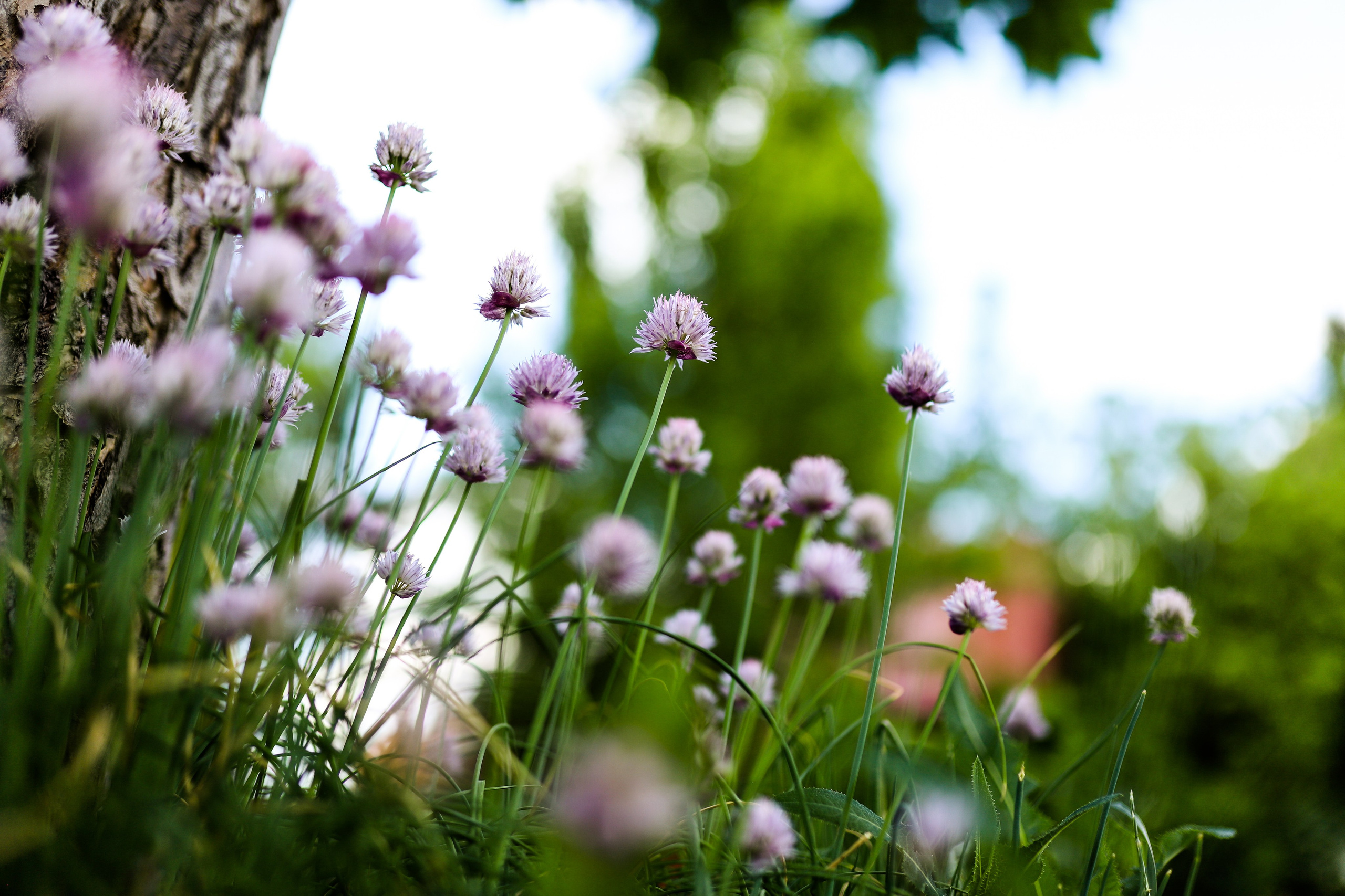 Садовый центр. Фотограф Эмилия Сафиуллина