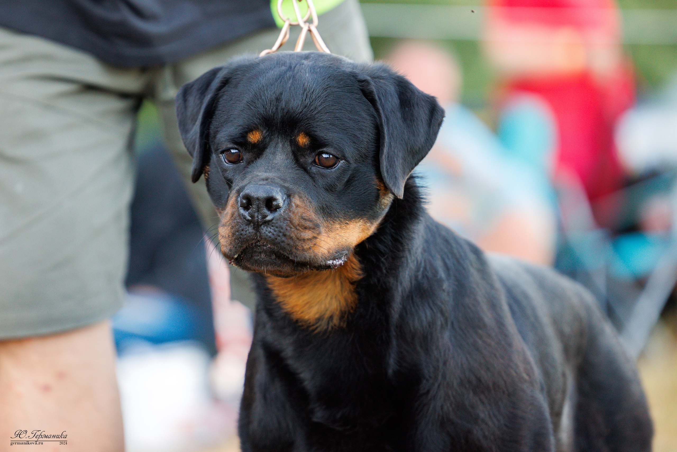ПК и КЧК ротвейлеры Тверь 6-7.07.2024. Фотограф-анималист Юлия Германика