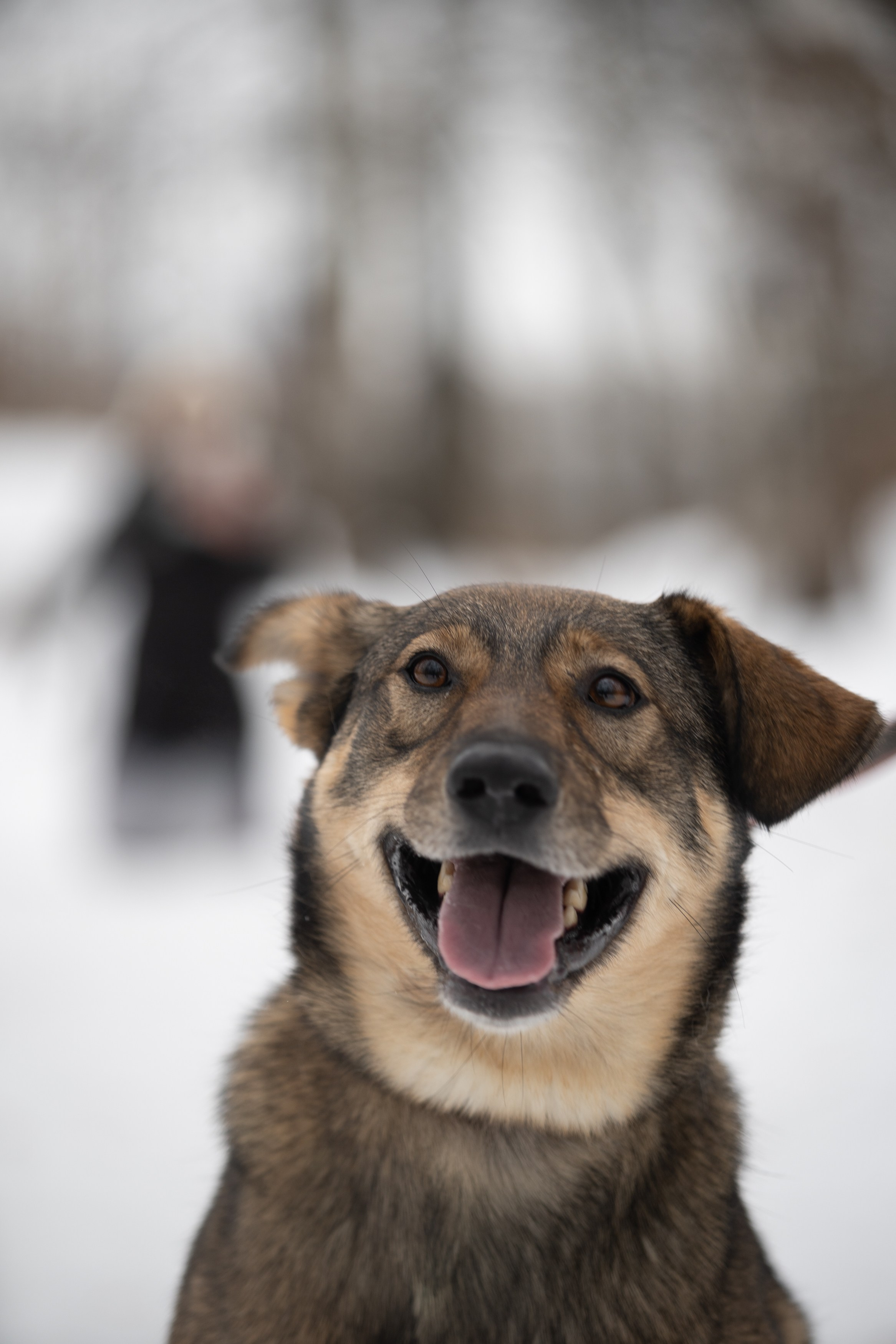 Анималистика. Фотограф в Москве — Георгий Чернышов