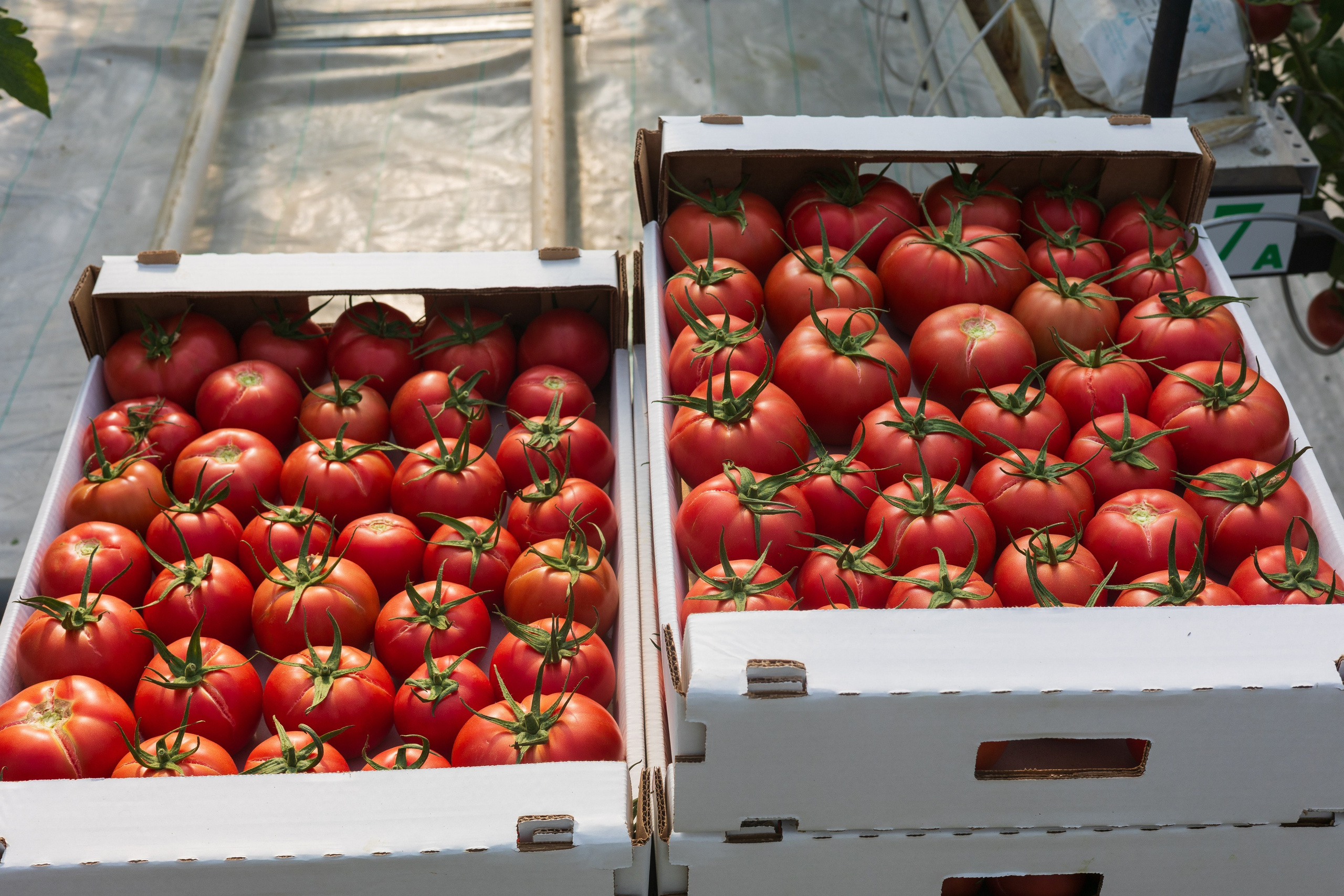 БИОЭНЕРГИЯ — Производство субстрата для теплиц, маты для выращивания