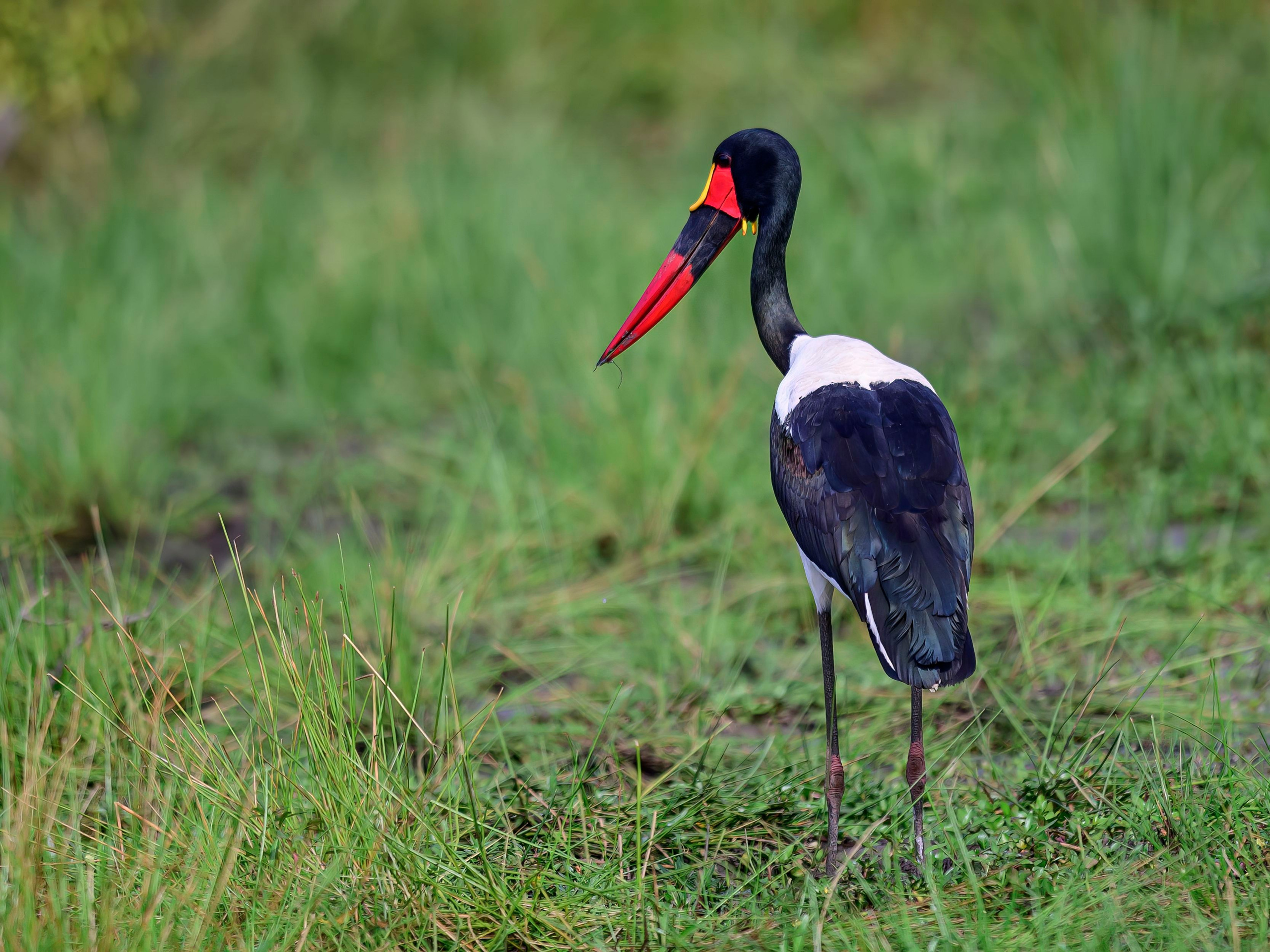 Кения. Wildlife photography by Sergey Puponin