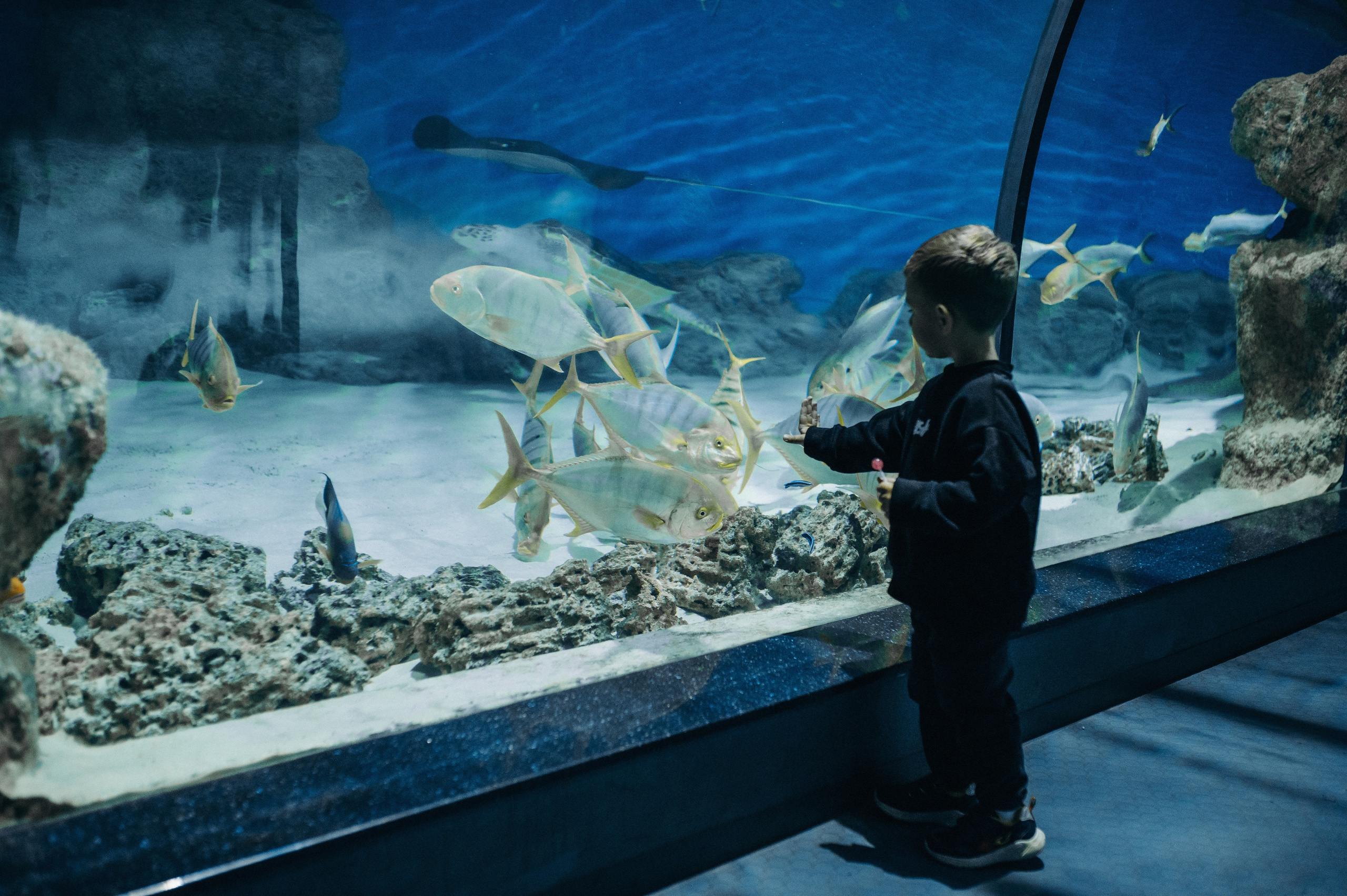 Маленький человек среди огромных рыб. Главная