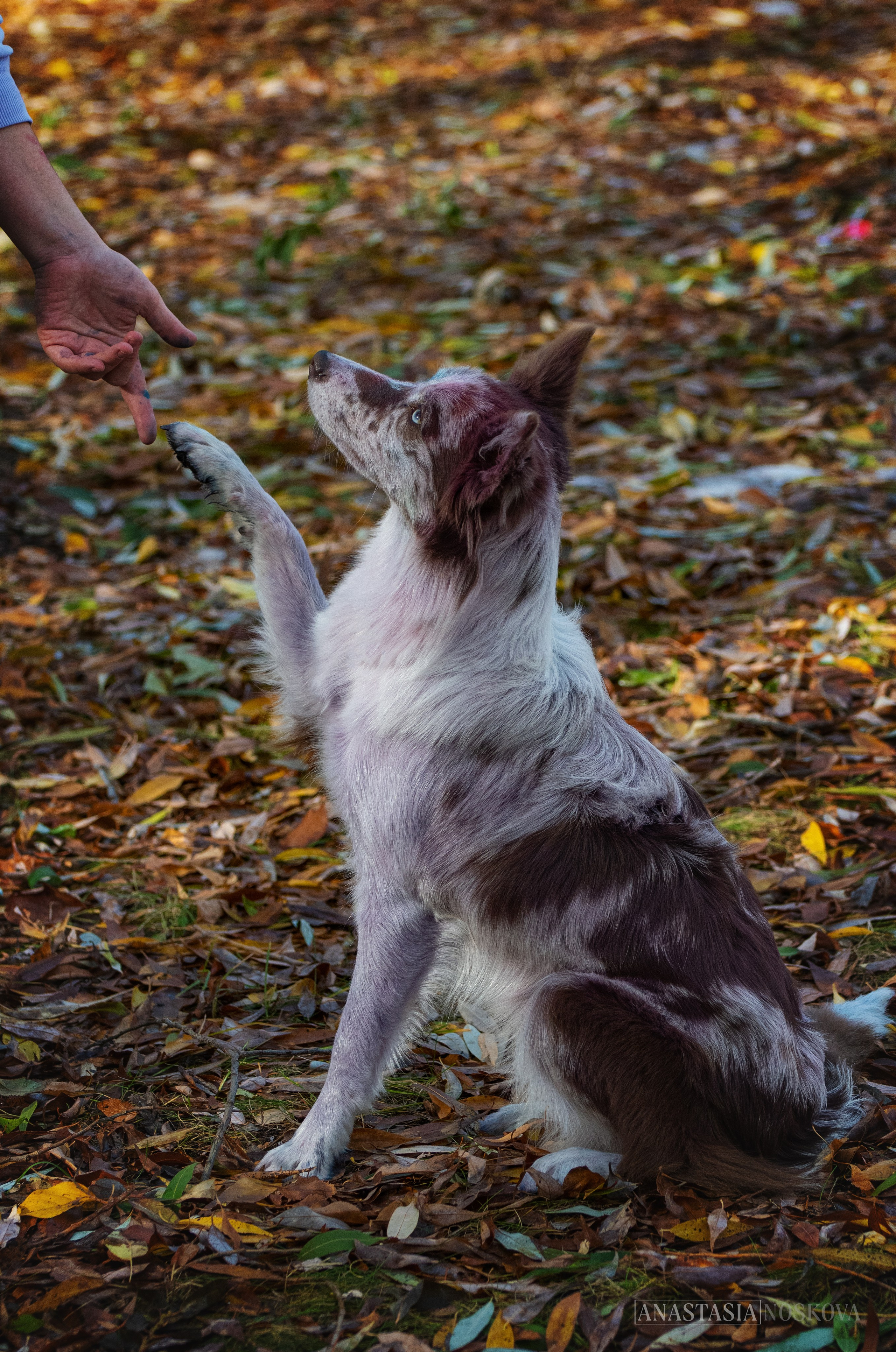Анастасия Носкова | Фотограф