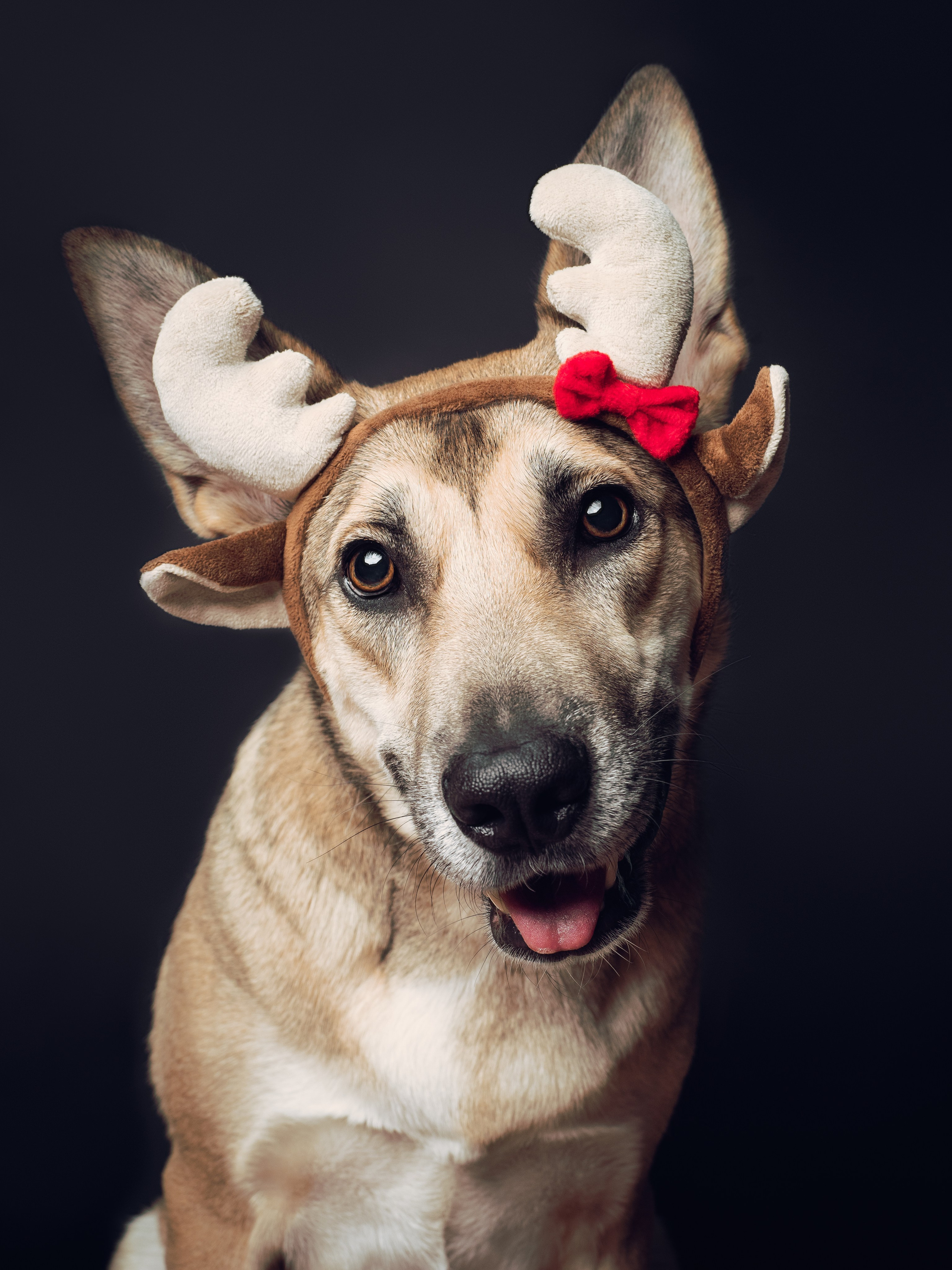 Домашняя съёмка. Фотограф животных и людей в Санкт-Петербурге Дарья Быстрицкая