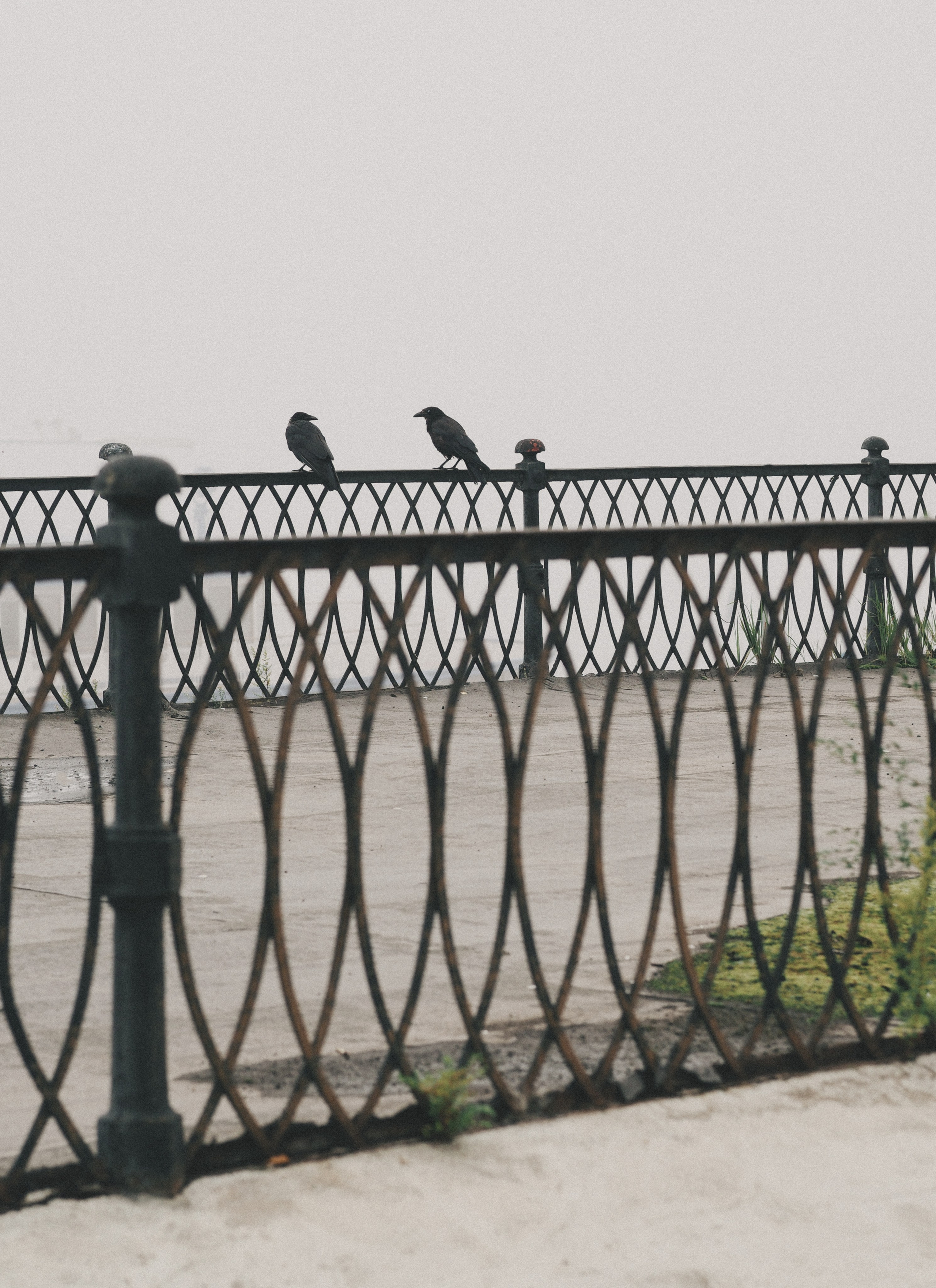 Туман. Семейный фотограф в Красноярске Лизоркина Вера