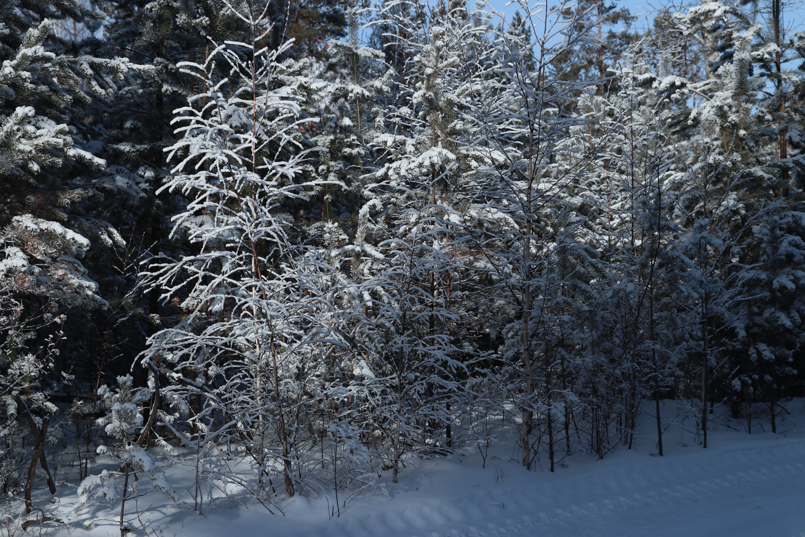 Аршан. Январь 2024. Путешественник-фотограф из Санкт-Петербурга Татьяна Свистулина