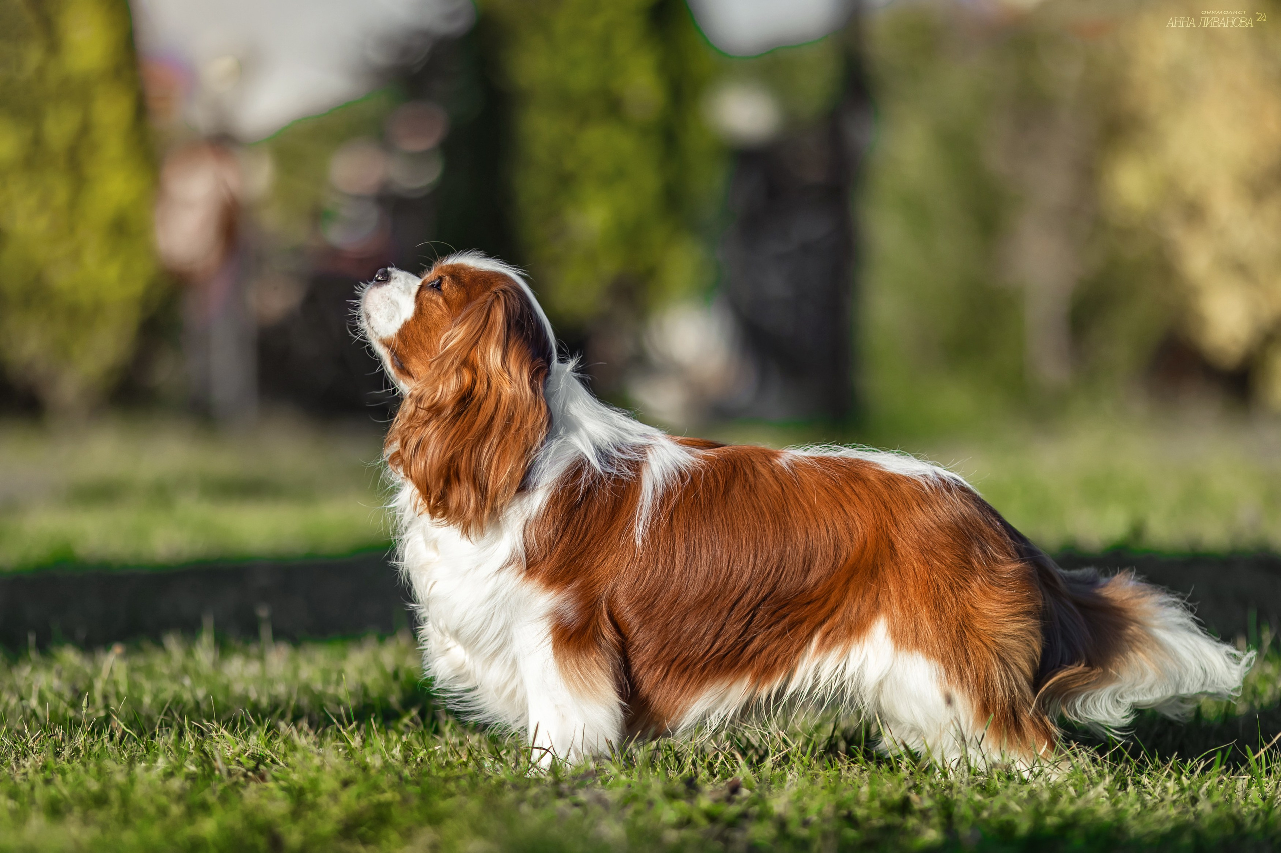 Кавалеры. Фотограф анималист Аня Ливанова | Рыбинск