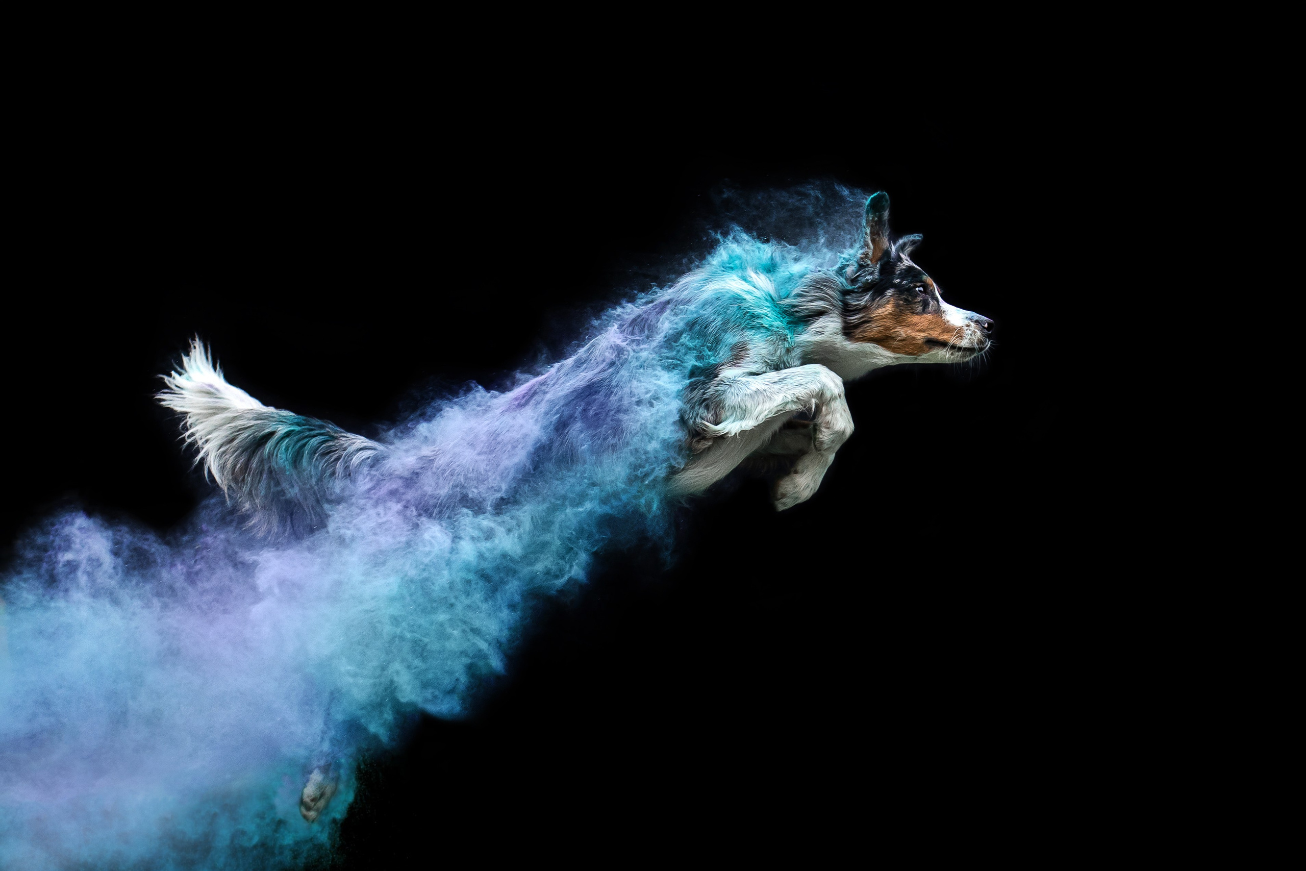 Пиксель и Зола