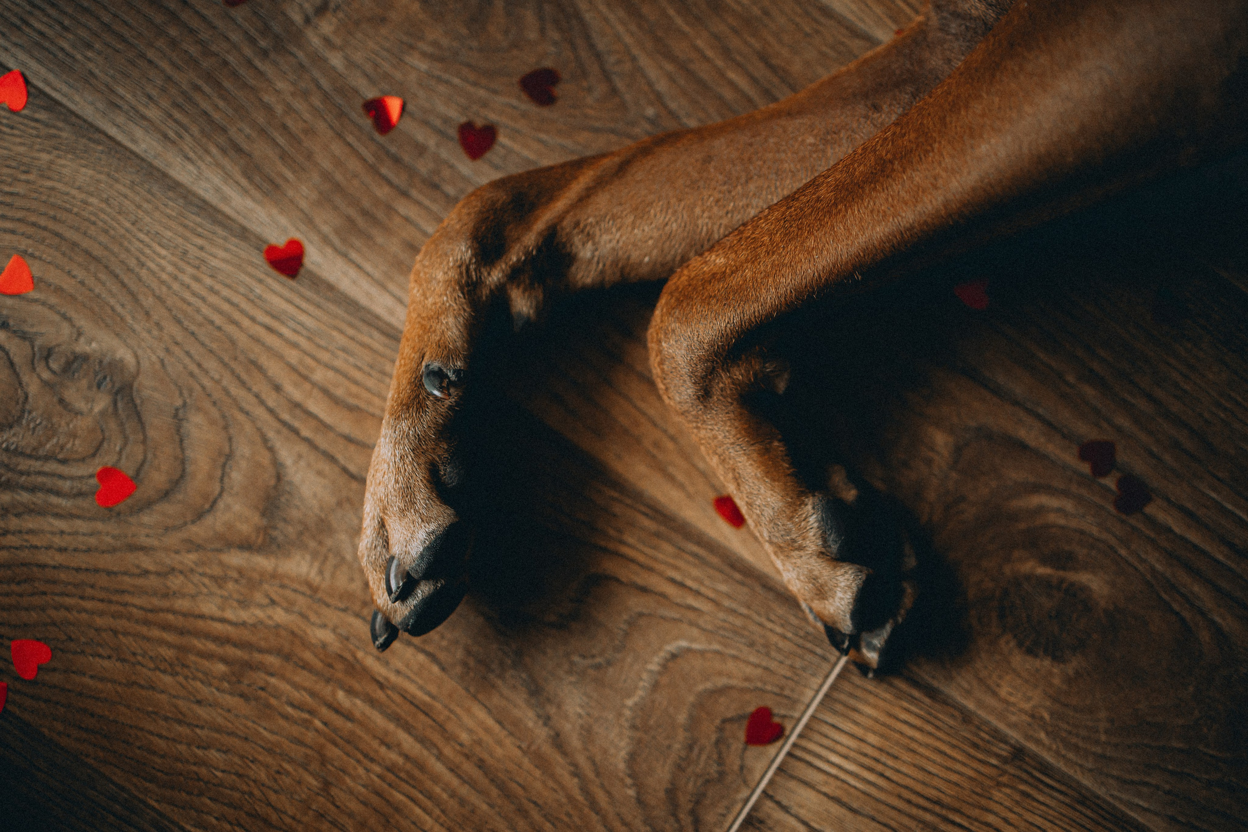 Оксана и Зевс