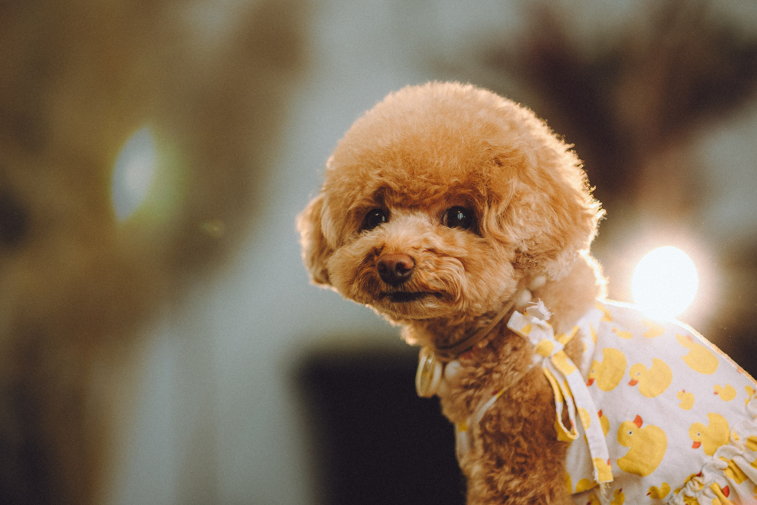 День Рождения пуделя Глаши